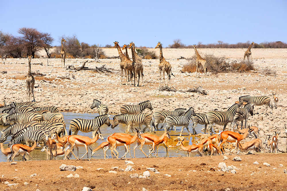 The Complete Guide To Etosha National Park Designer Journeys   Etosha3 