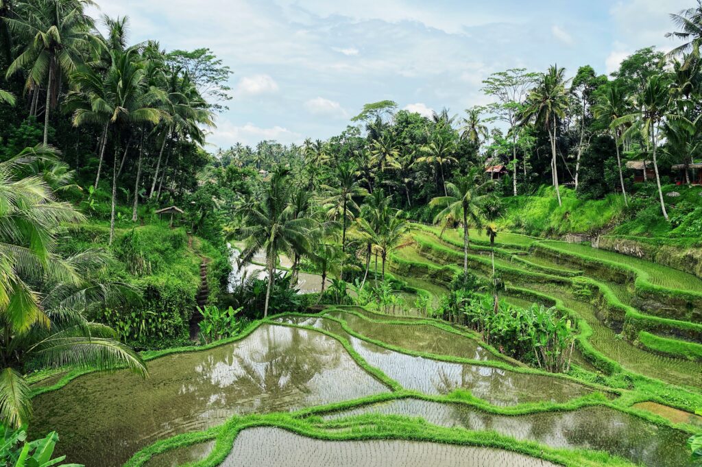 rice fields bali