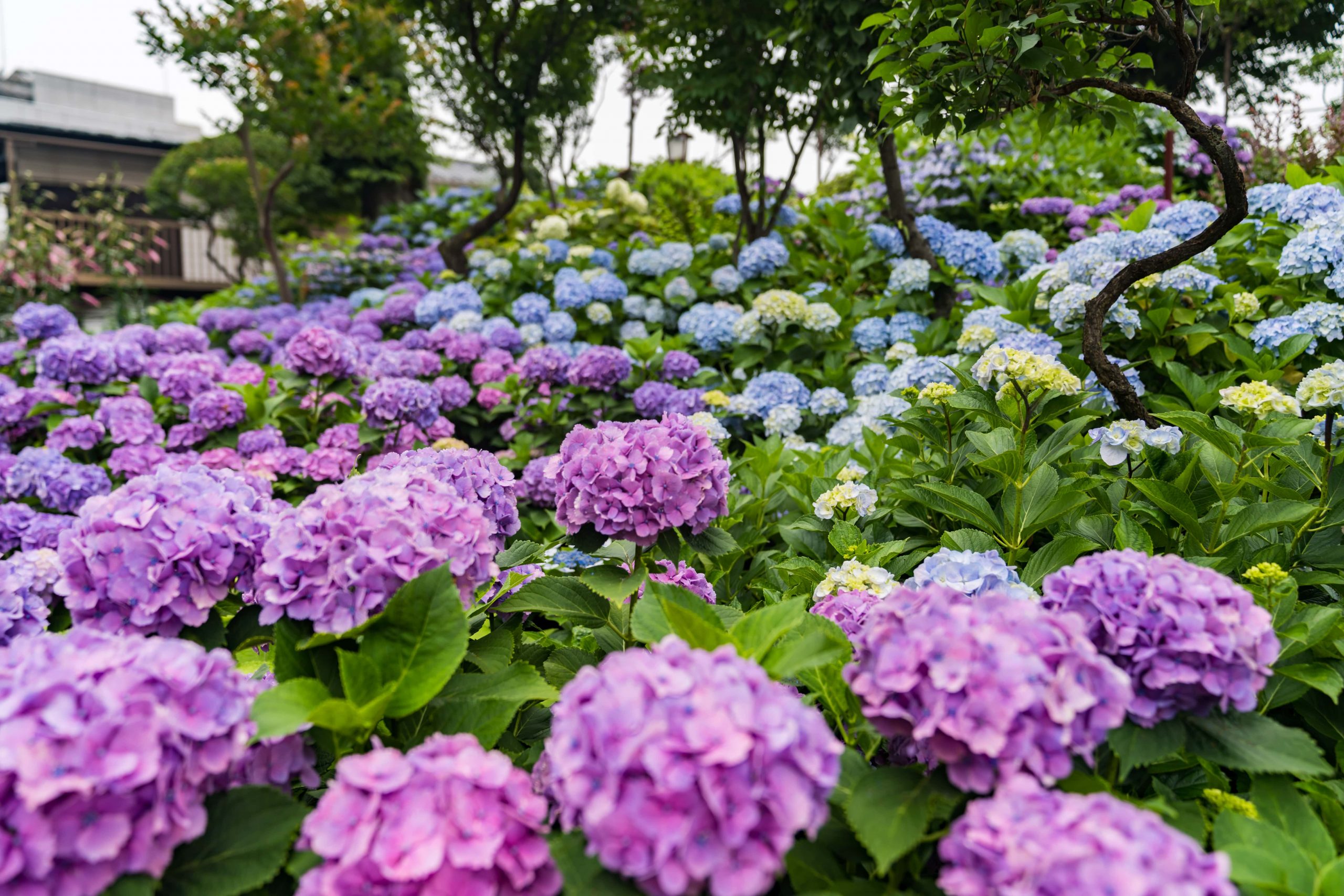 One of June’s signature experiences is witnessing the hydrangeas bloom.