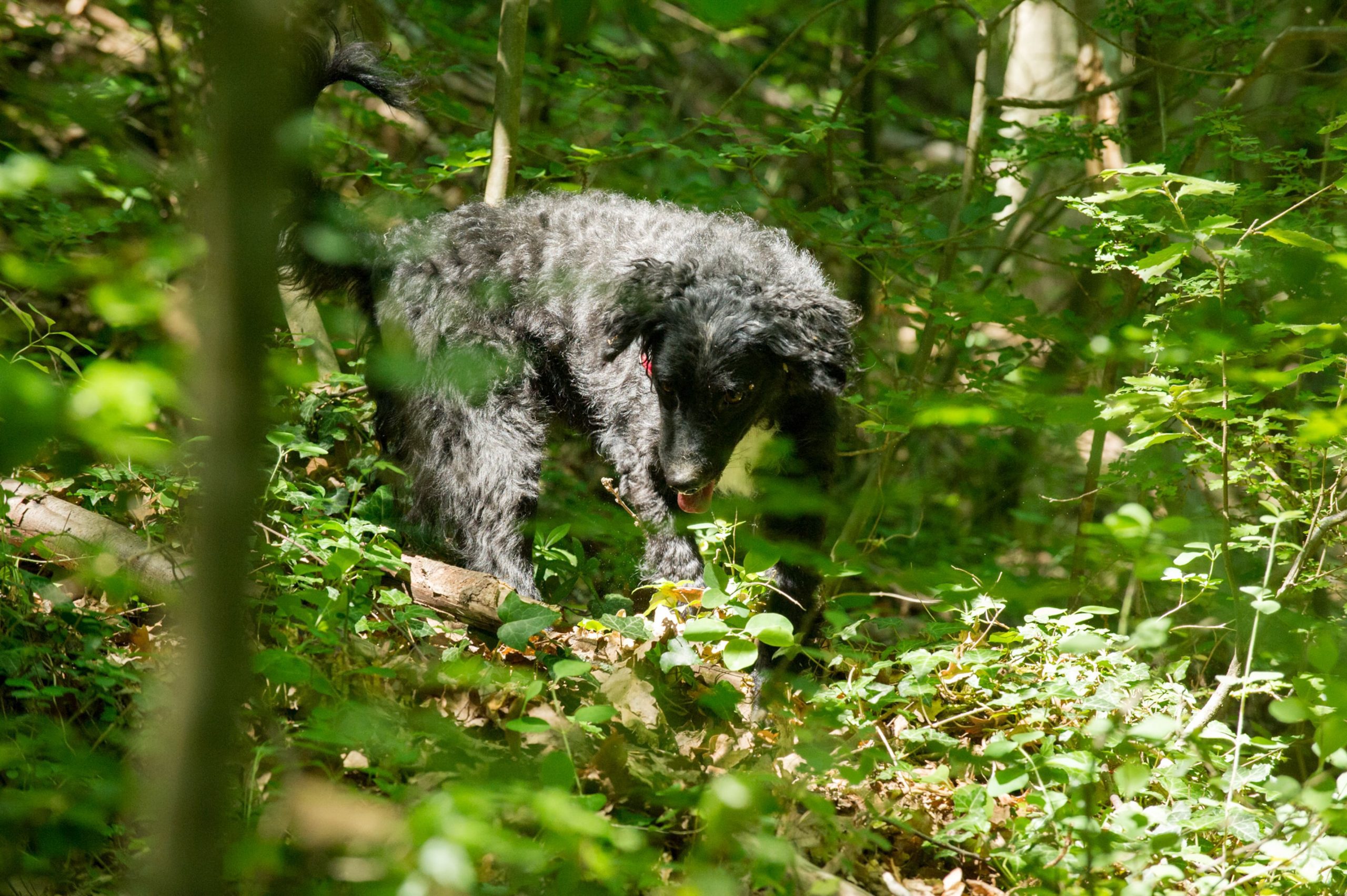Truffle hunting in Tuscany, Italy.