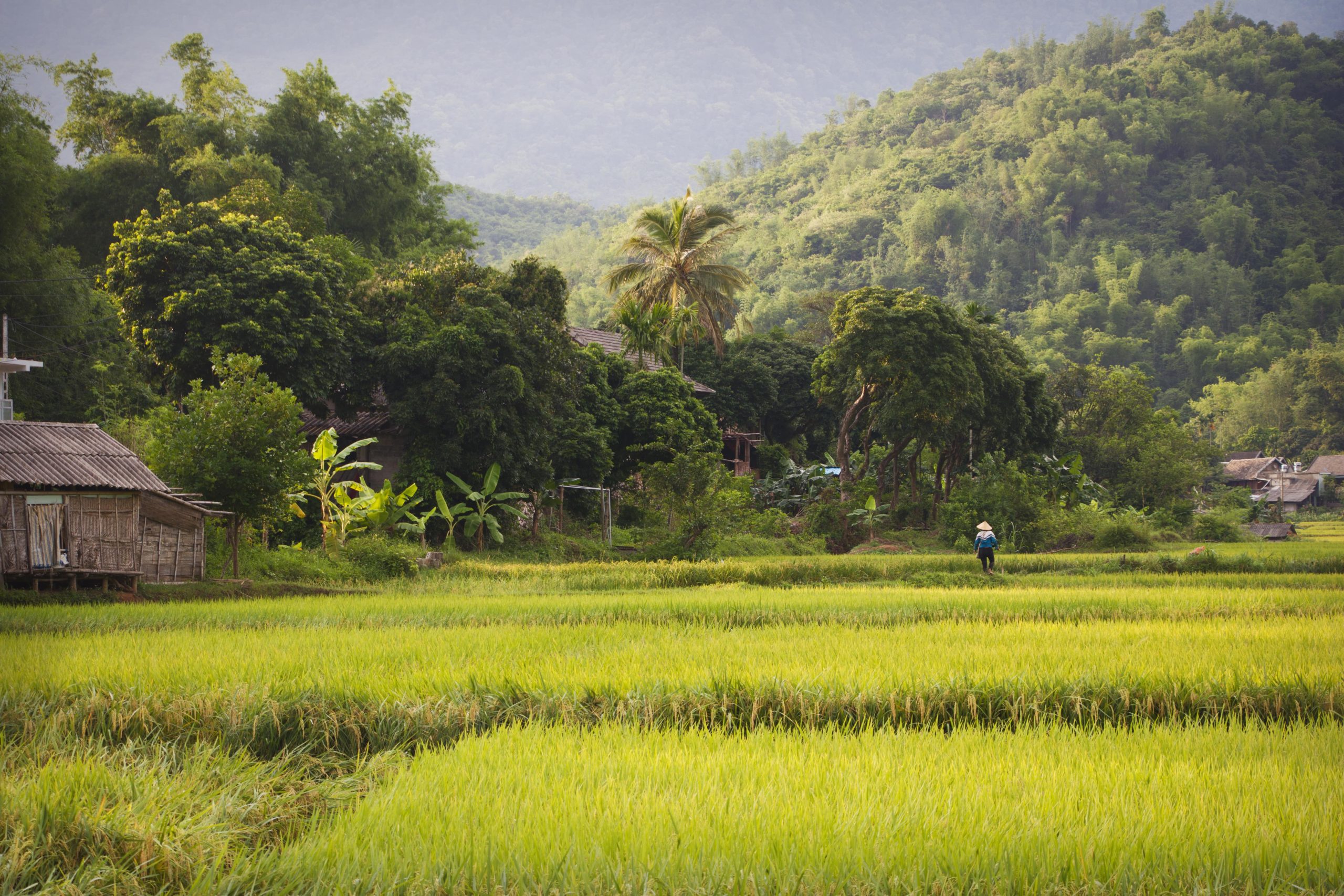 Landscape of Mai Chau with rice field.