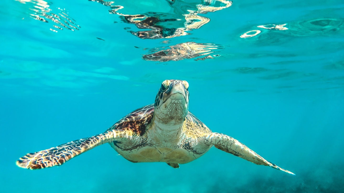 Near Tangalle on the southern coast, Rekawa is renowned for its sea turtle nesting sites.