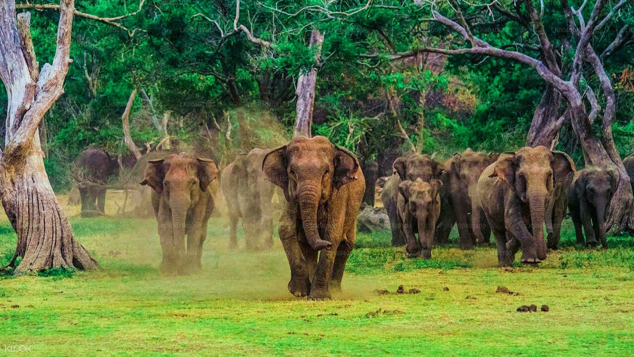 Udawalawe is considered one of the best places in Sri Lanka, and even in Asia.