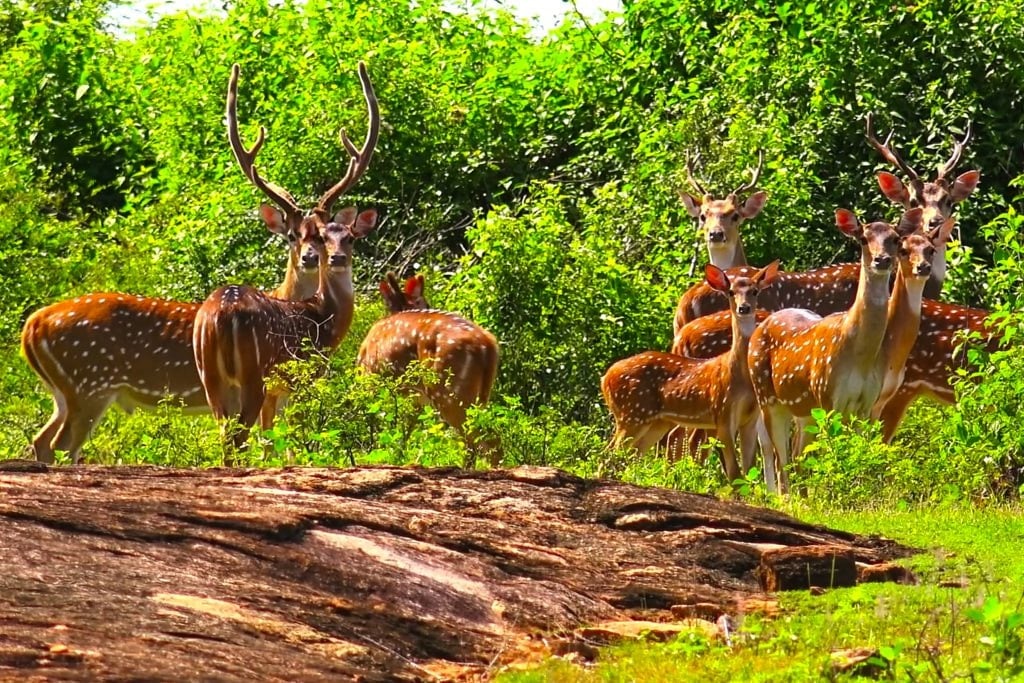 Beyond elephants, the park is home to a rich variety of other animals.