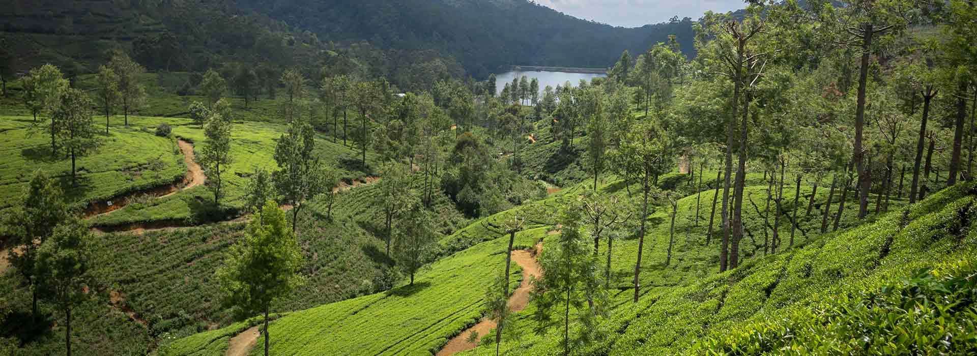 The estate produces famous black tea brands like Lovers Leap and Mahagastotte.