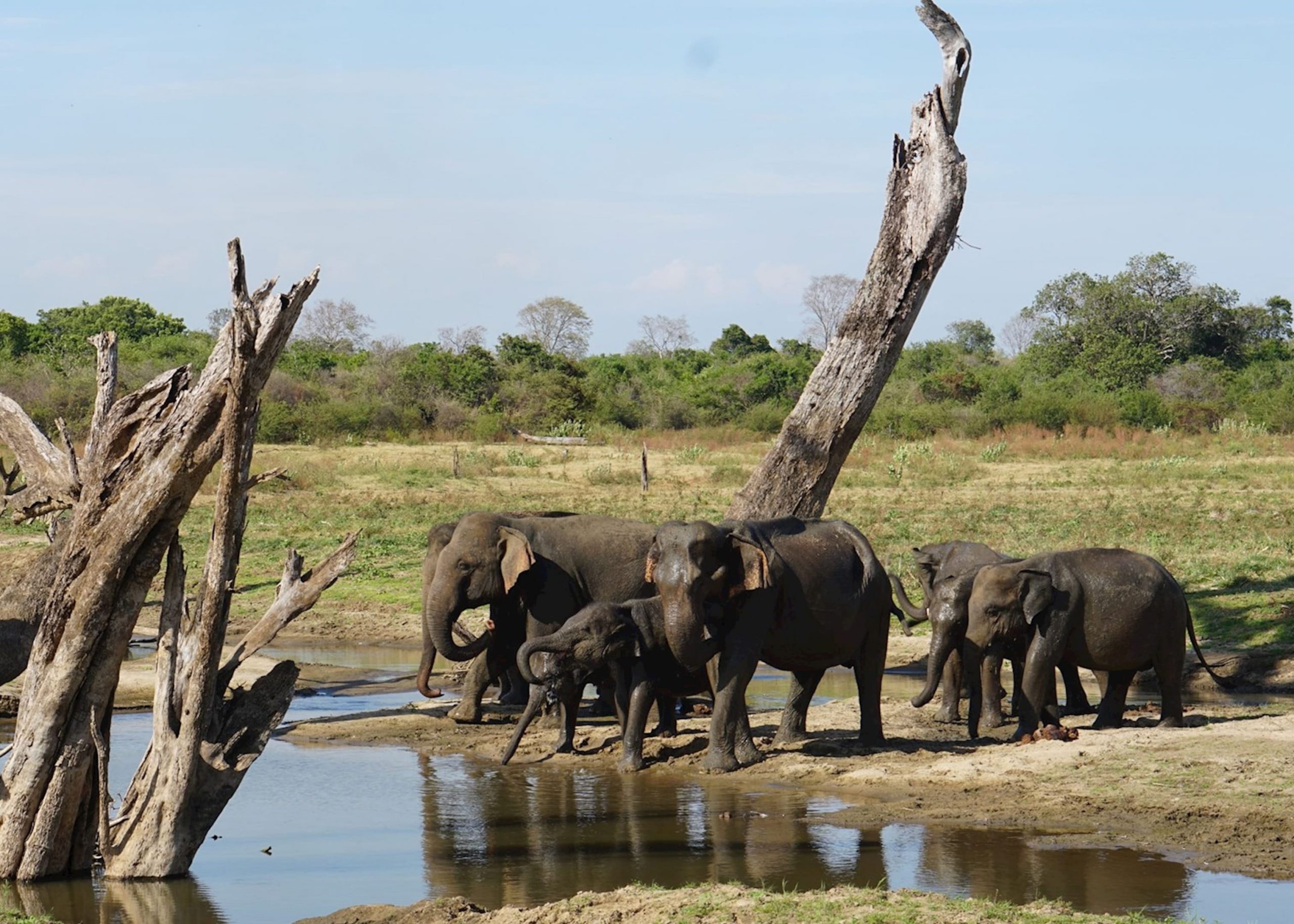 Udawalawe is considered one of the best locations in Sri Lanka for sightings of wild elephants throughout the year.