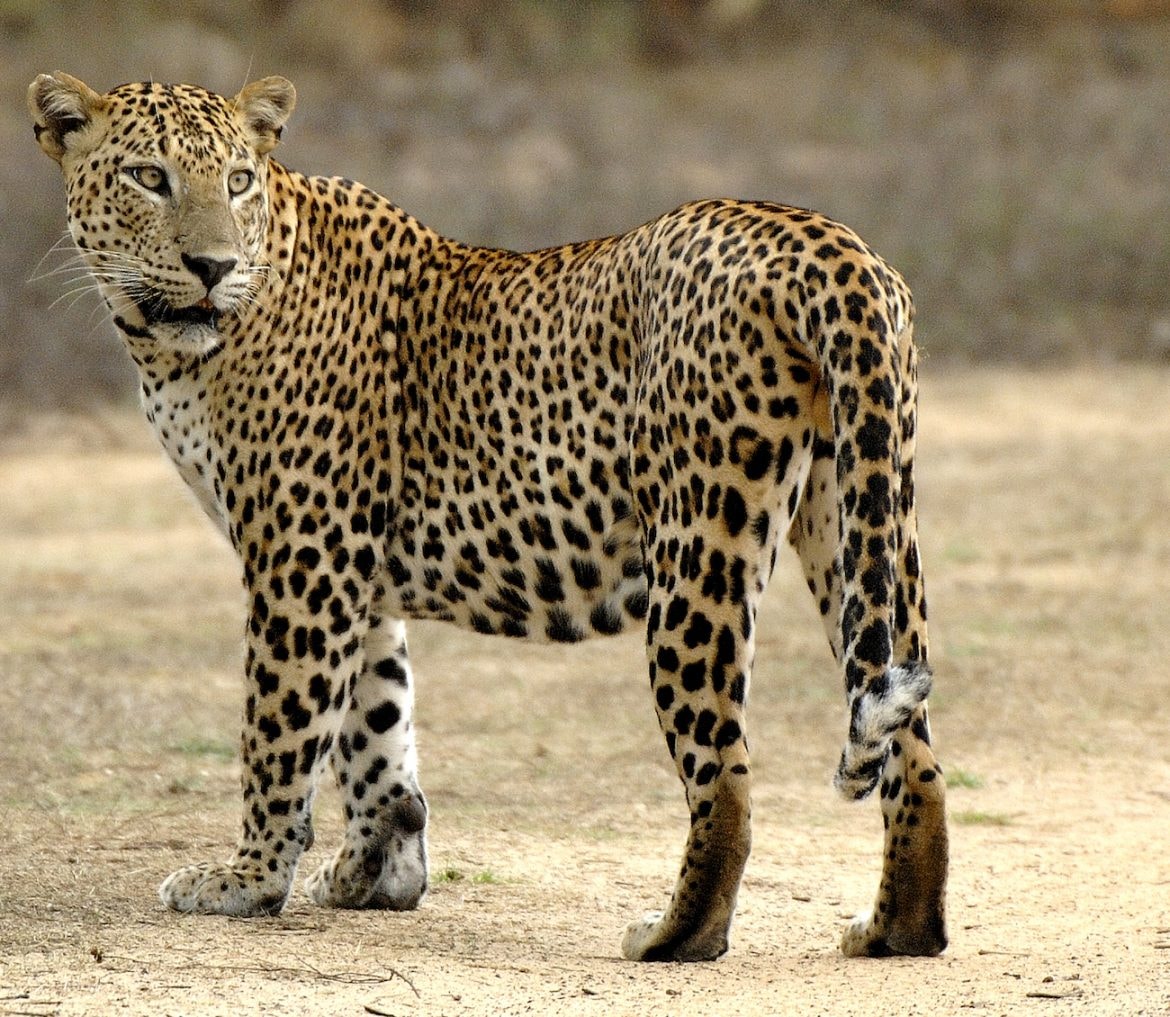 Wilpattu is considered one of the premier locations for spotting the elusive Sri Lankan leopard.