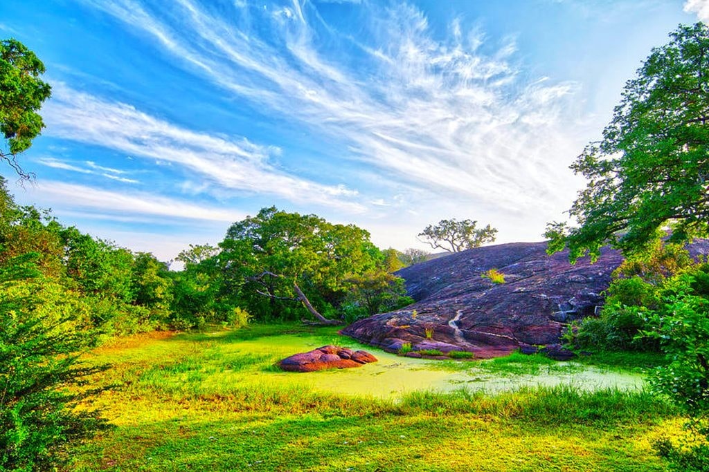 Yala is a hotspot for birdwatching, home to hundreds of bird species, including many migratory birds.