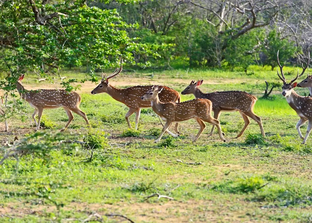 The park's landscape includes grassy plains with watering holes, and rocky outcrops amidst greenery.
