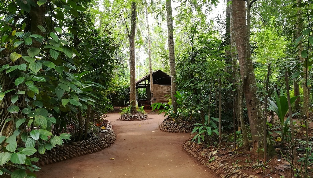 A variety of spices are grown in these gardens, including cinnamon, cloves, cardamom, nutmeg, and pepper.
