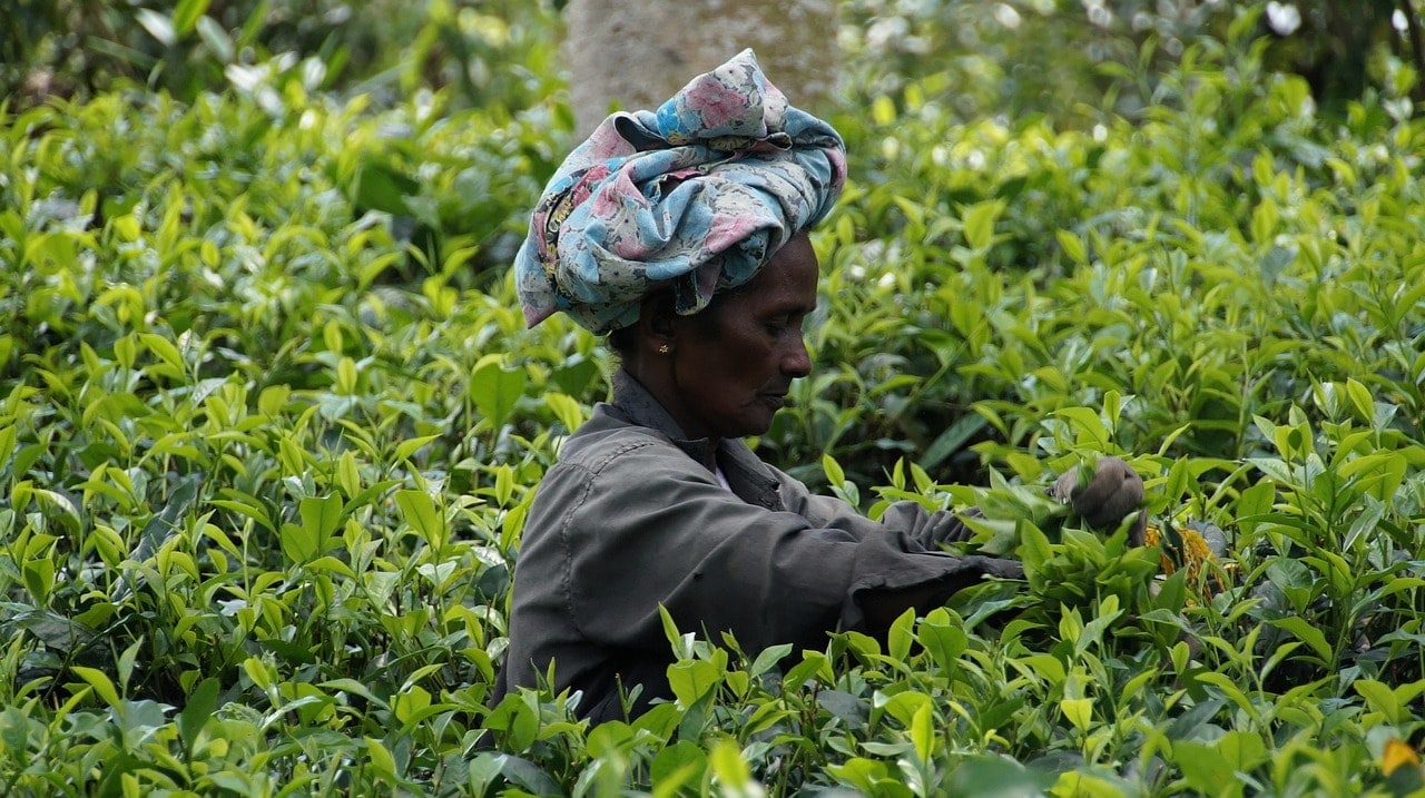 Nuwara Eliya is a well-known area for tea production.