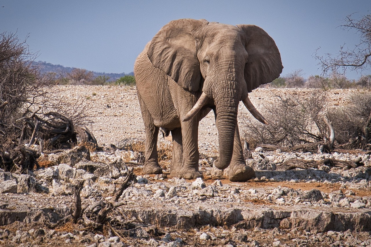 The park features an open grassland landscape, with scrub jungle and watering holes.