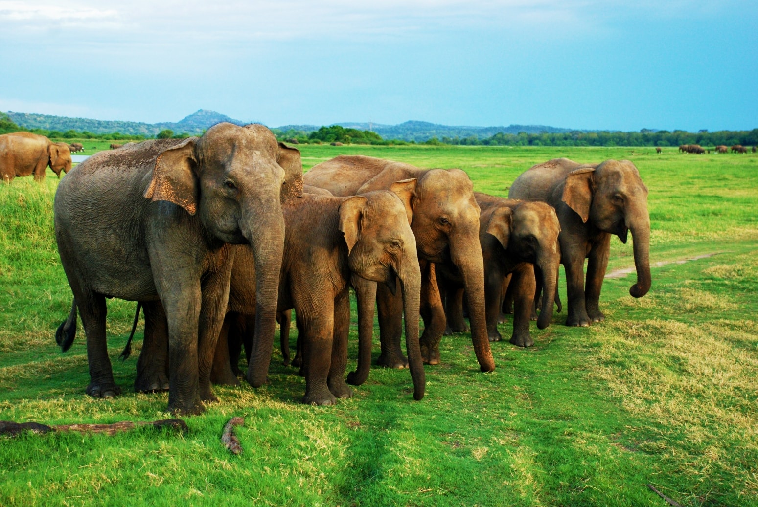 The park is famous for the "Gathering," a large congregation of Asian elephants that occurs during the dry season.