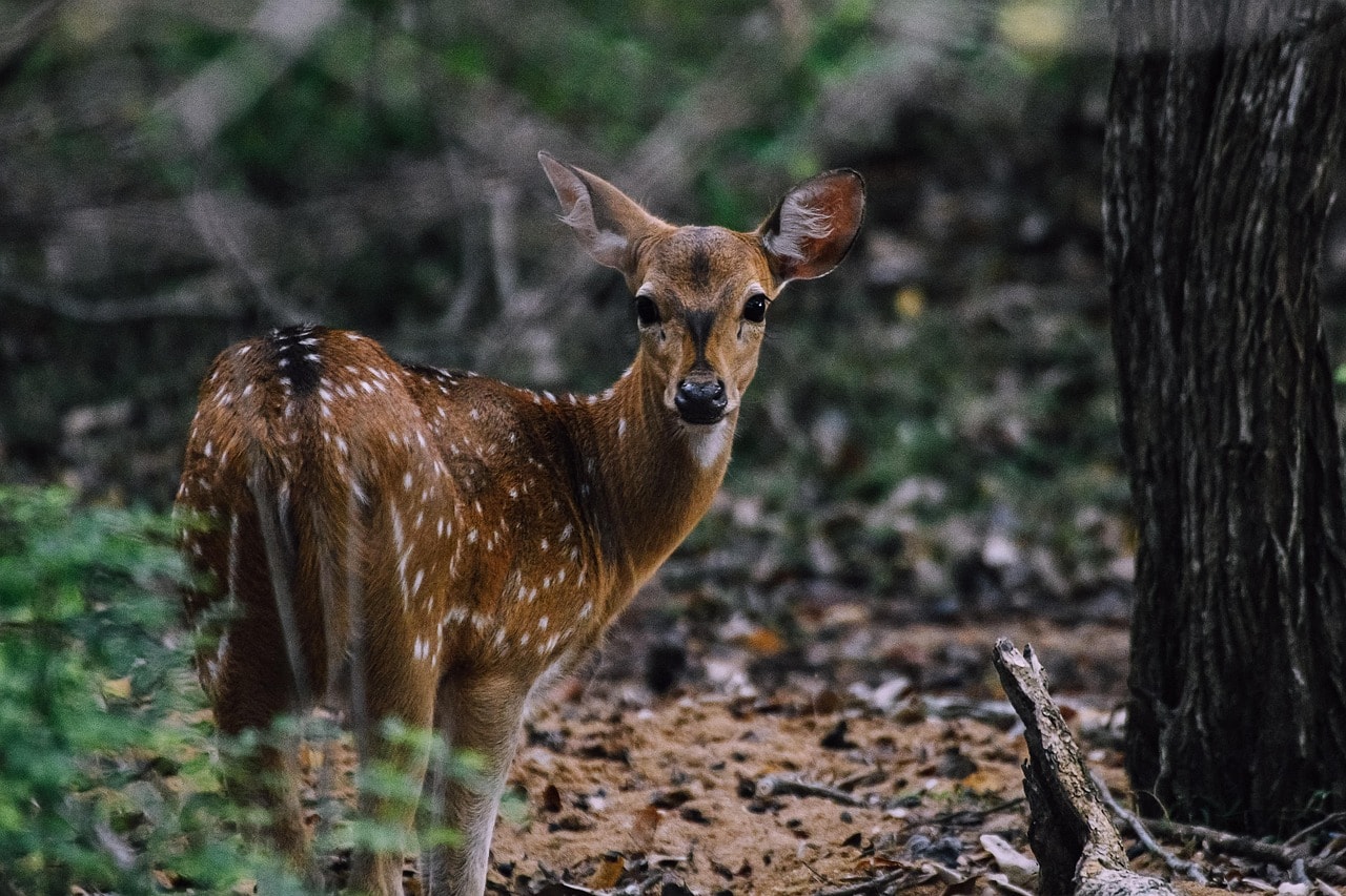 The park is located in Sri Lanka's dry zone.