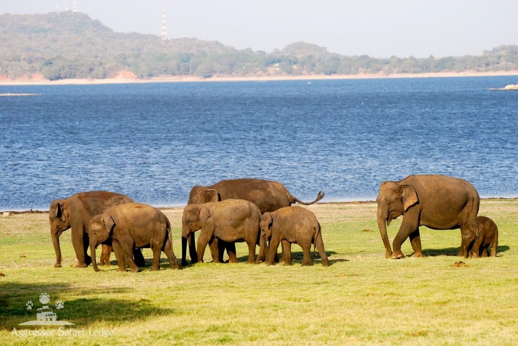 Wilpattu is the largest and one of the oldest national parks in Sri Lanka.
