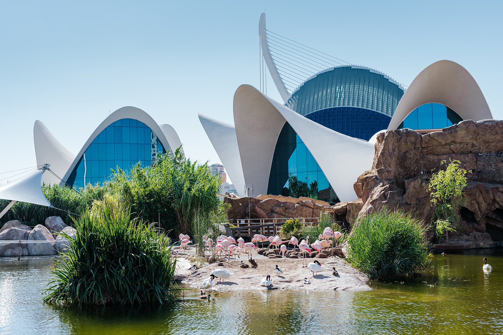 The Oceanogràfic is part of the larger City of Arts and Sciences complex.