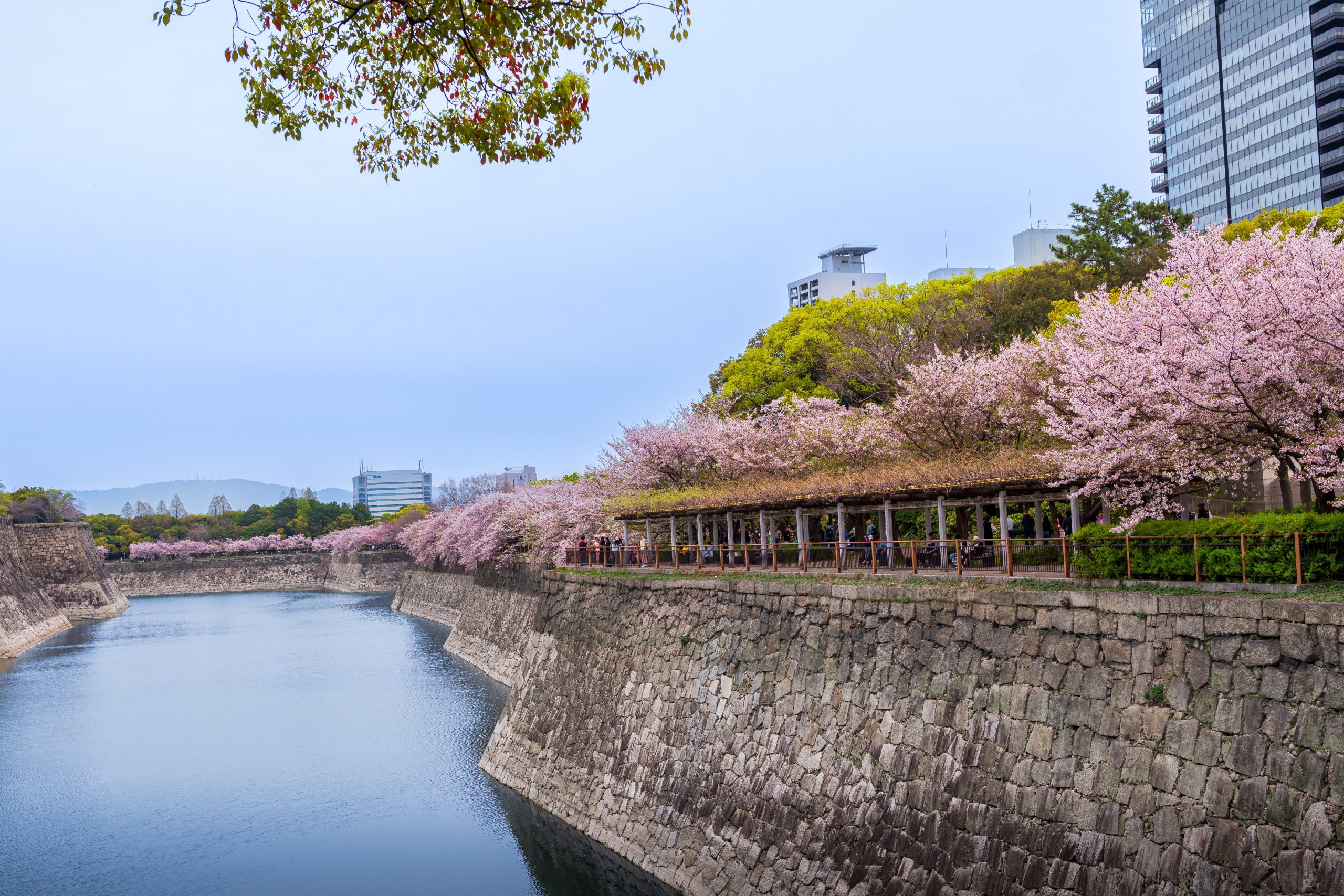 Osaka Castle with the beautiful lake surrounding it during the cherry blossoms season.