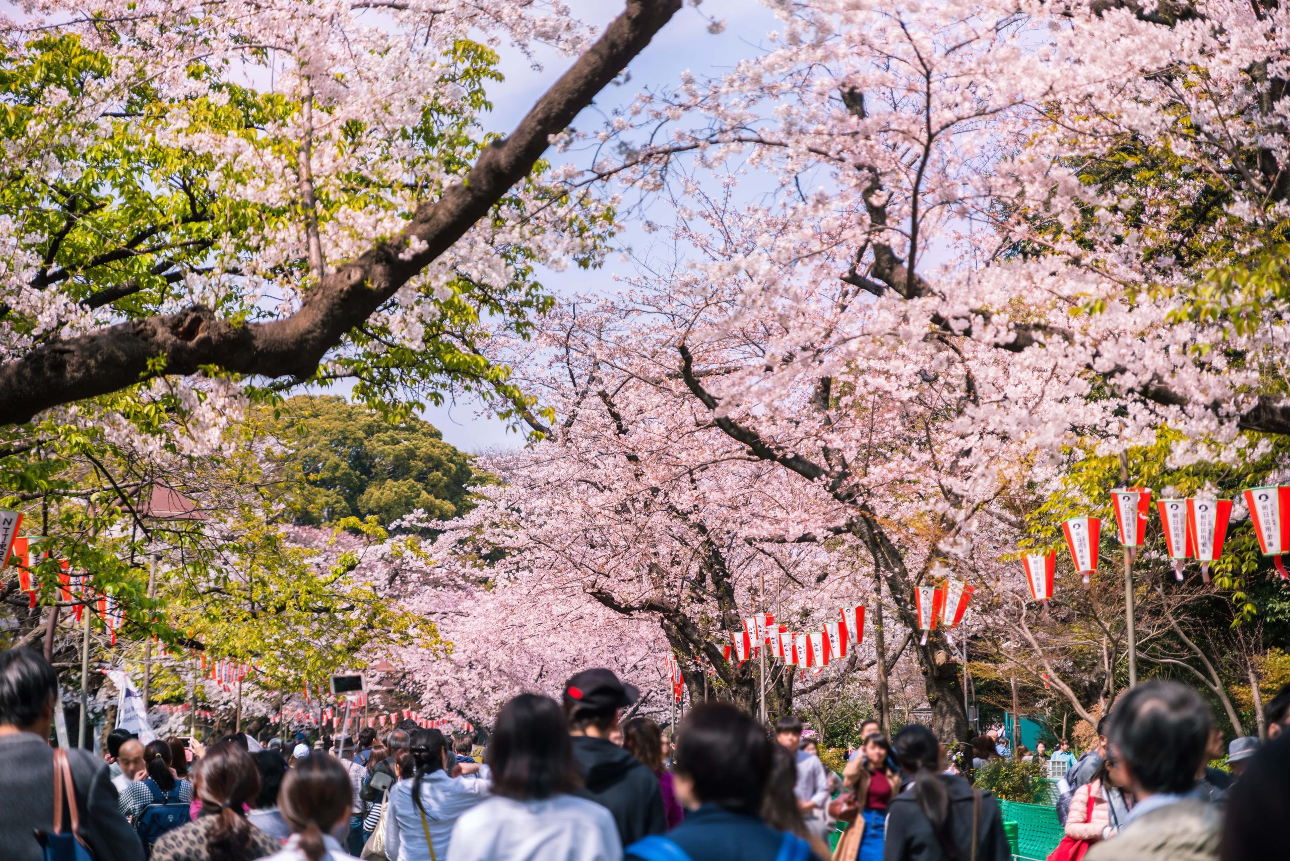 Cherry blossom in Ueno Park.
