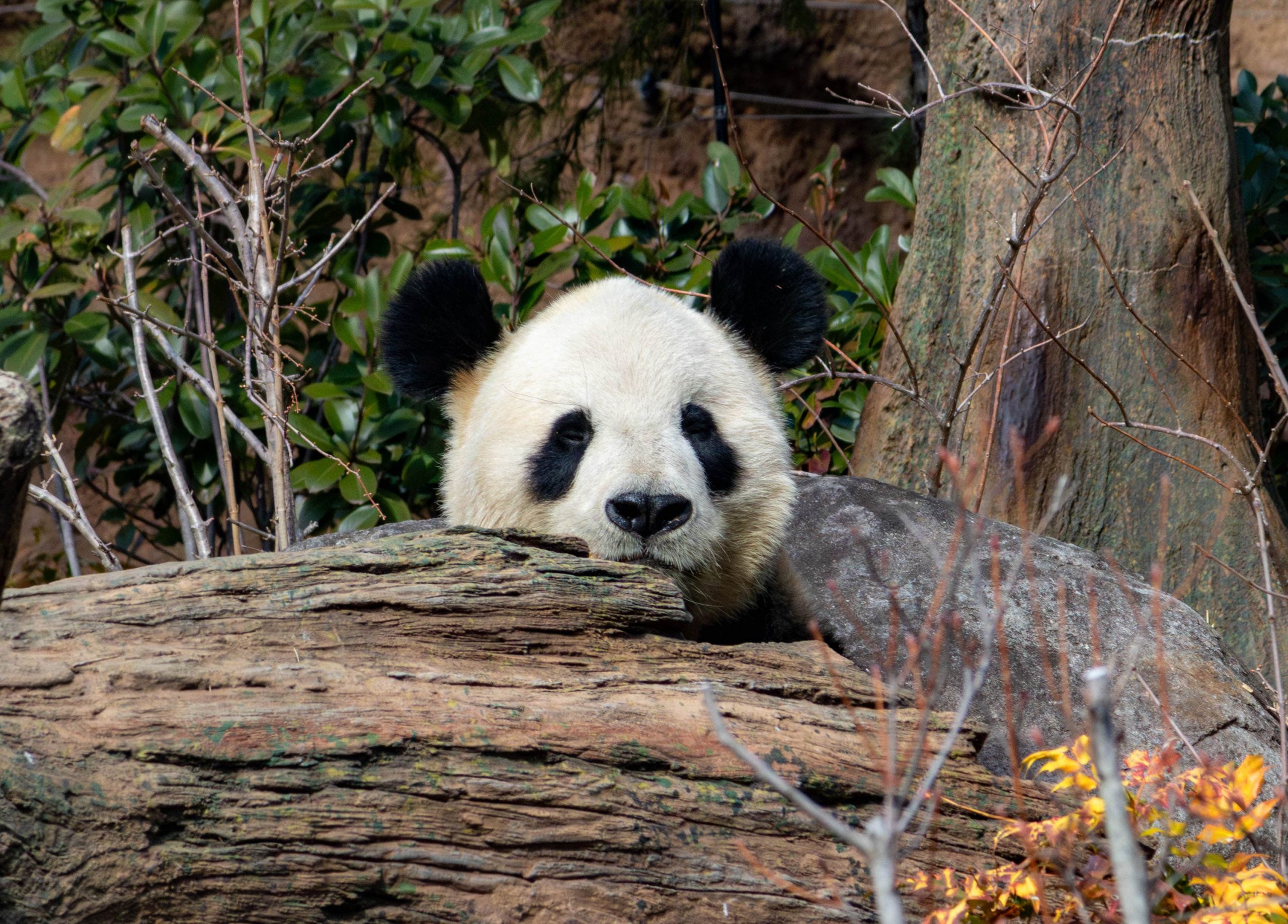 Ueno Zoo is one of the oldest zoos in Japan.