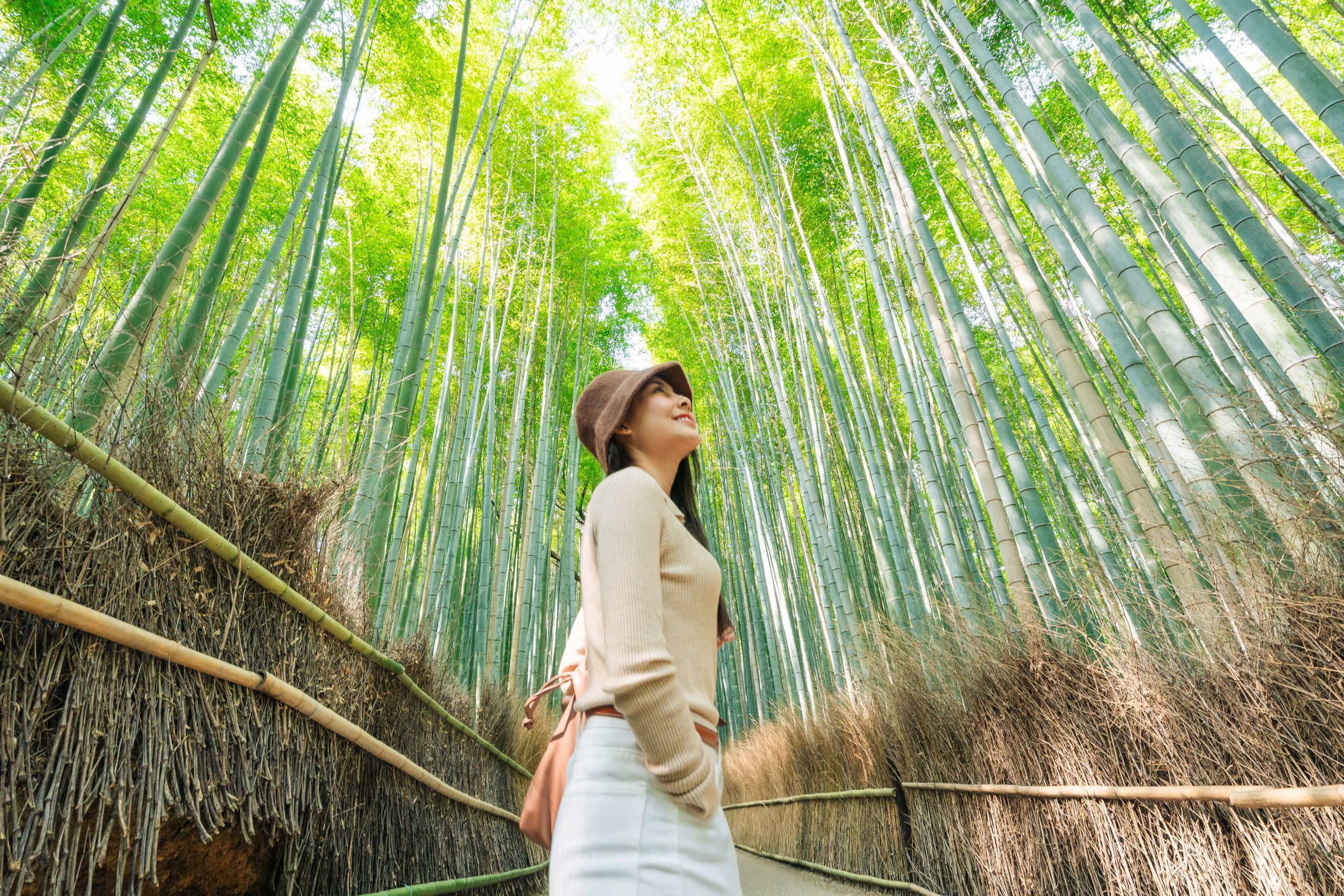 Arashiyama Bamboo Grove on sunny day.