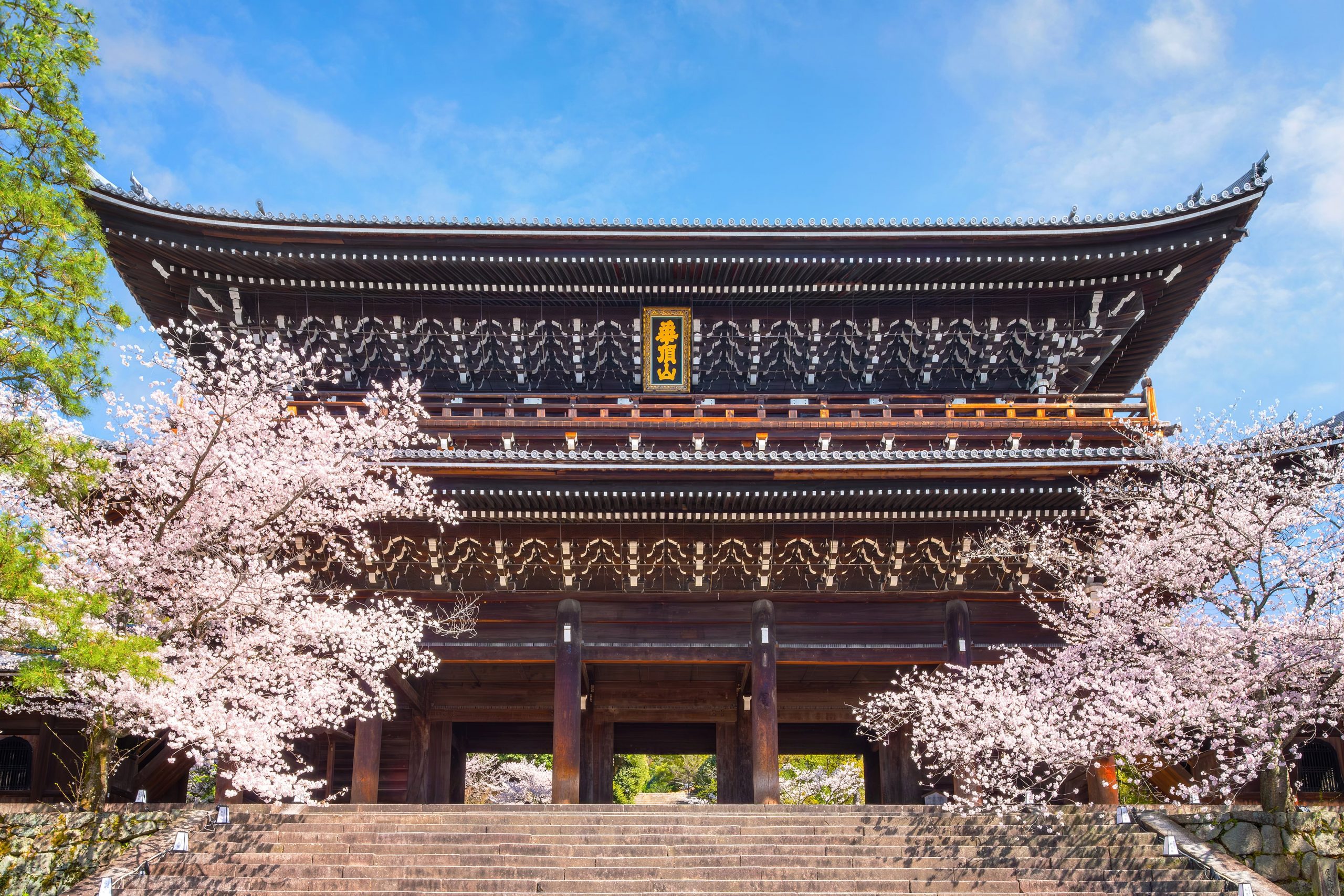 Beautiful full bloom Cherry Blossom in scenic springtime at Chion-in temple.