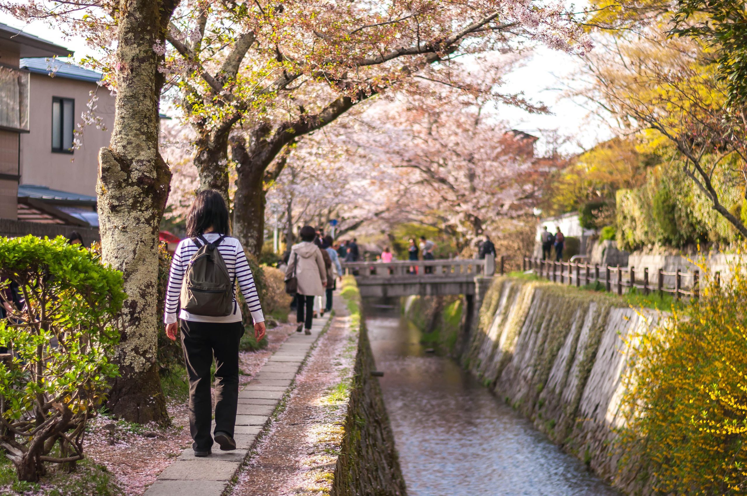The Philosopher's Path is a well-known cherry blossom spot in Kyoto.