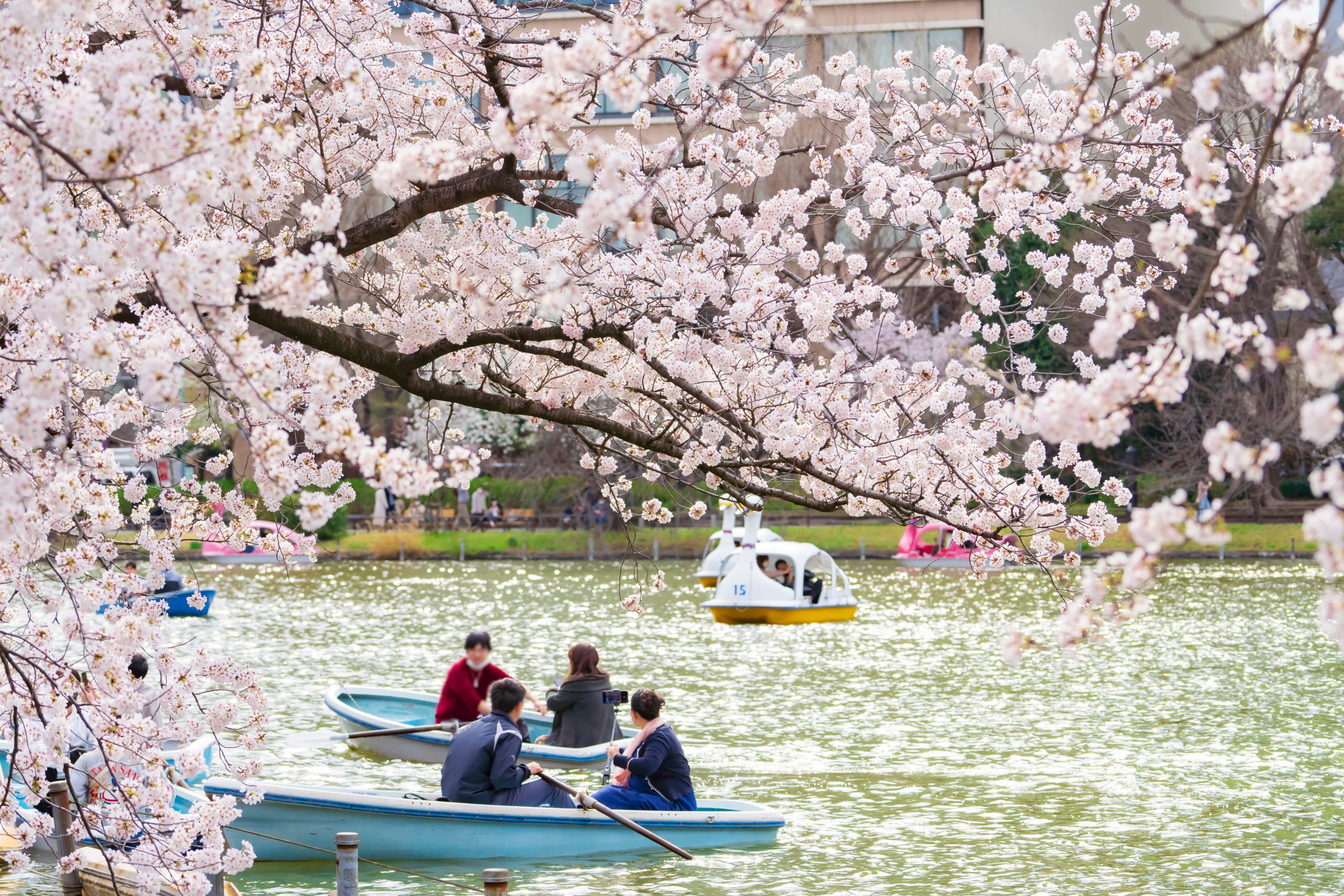 Spring is Japan’s most iconic season with cherry blossom.