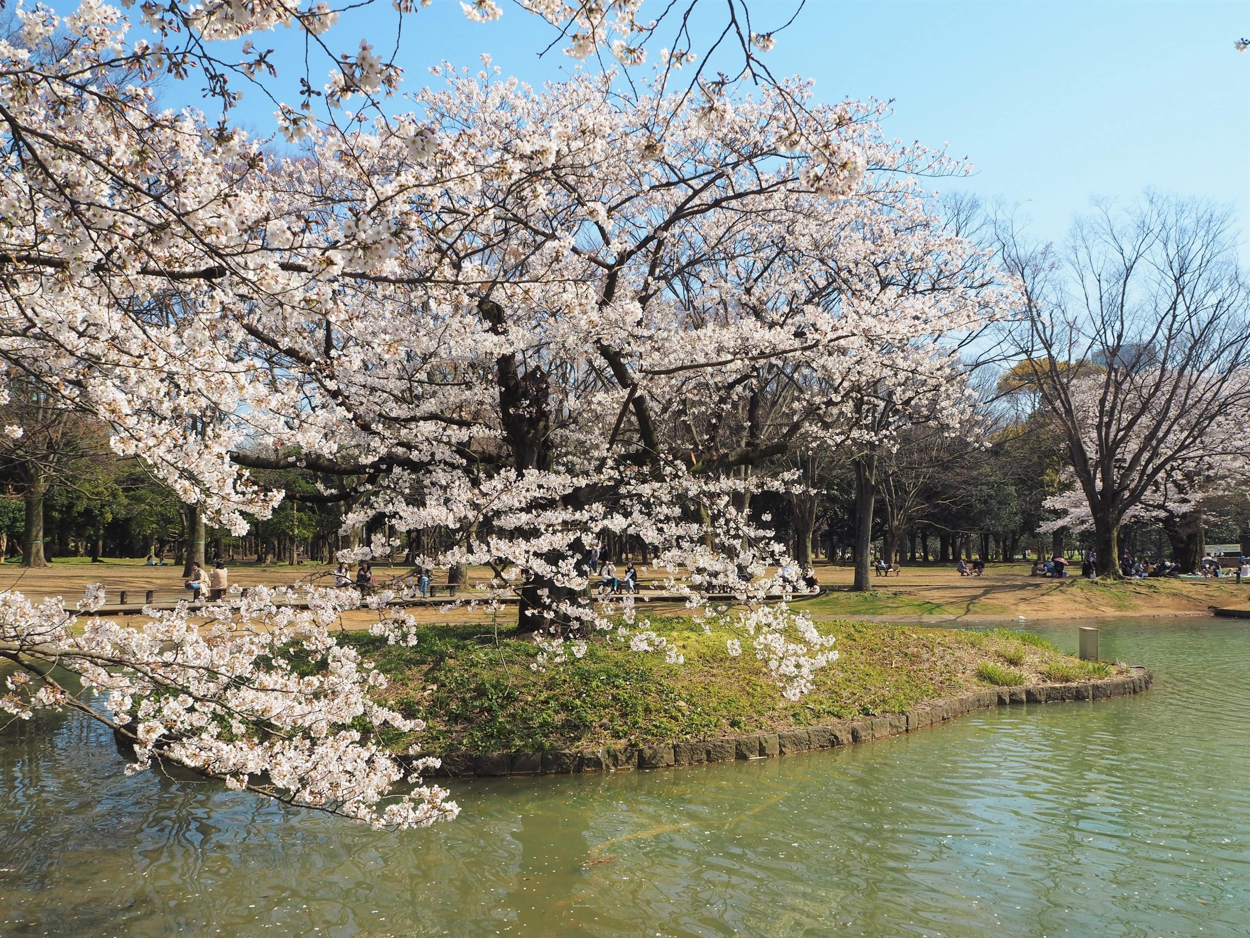 The beautiful cherry blossoms of Yoyogi Park.