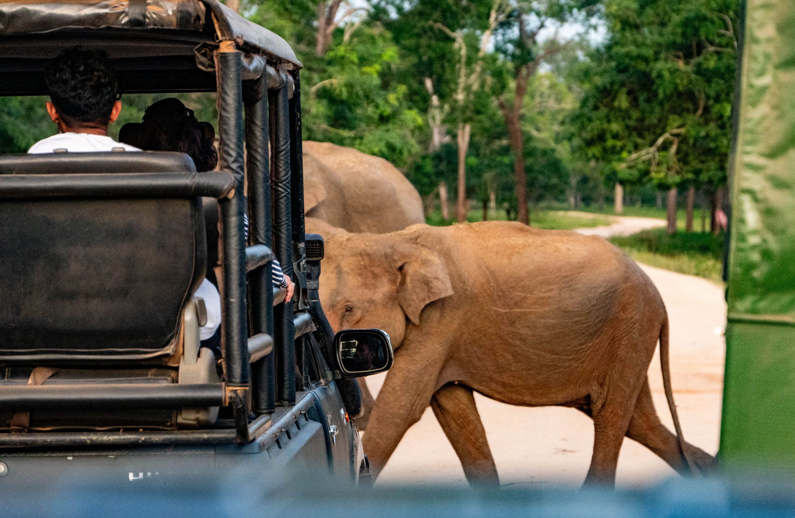 Yala National Park, Sri Lanka.