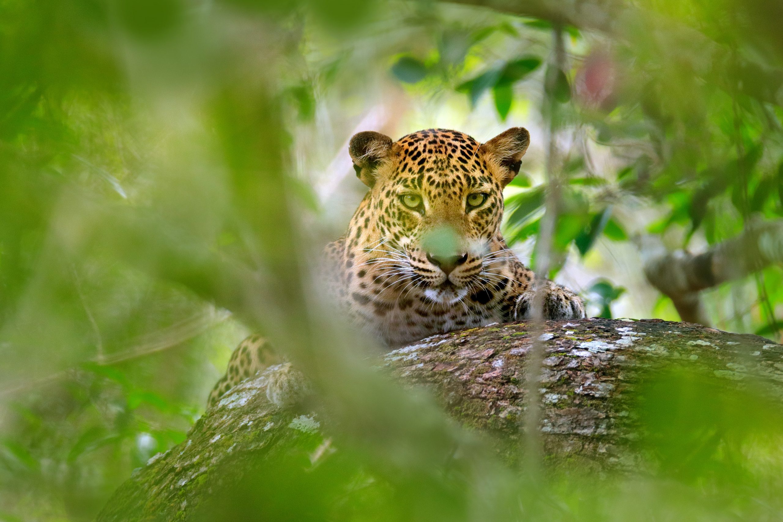 Leopard lying on a tree in the nature habitat, Yala National Park.