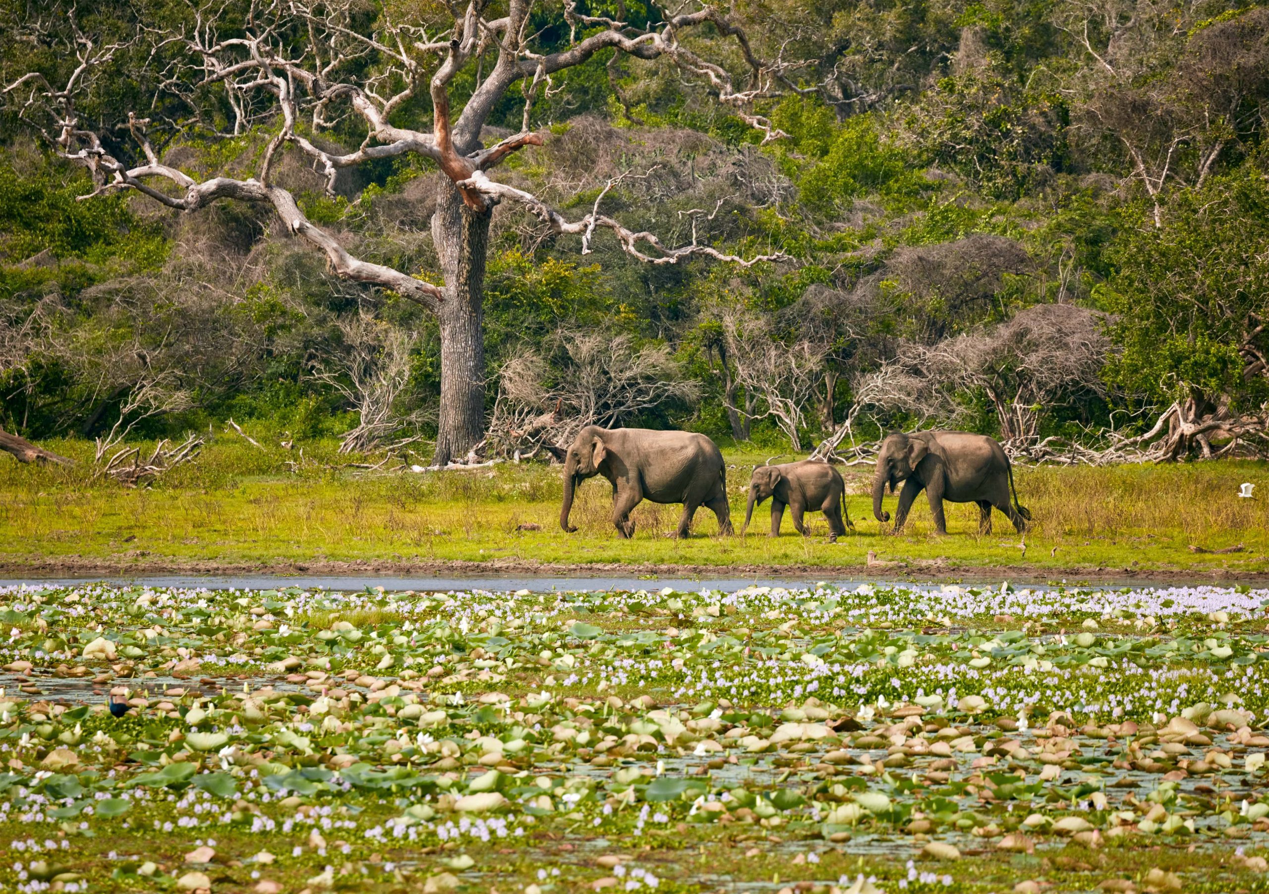 Elephants family in Yala National Park.