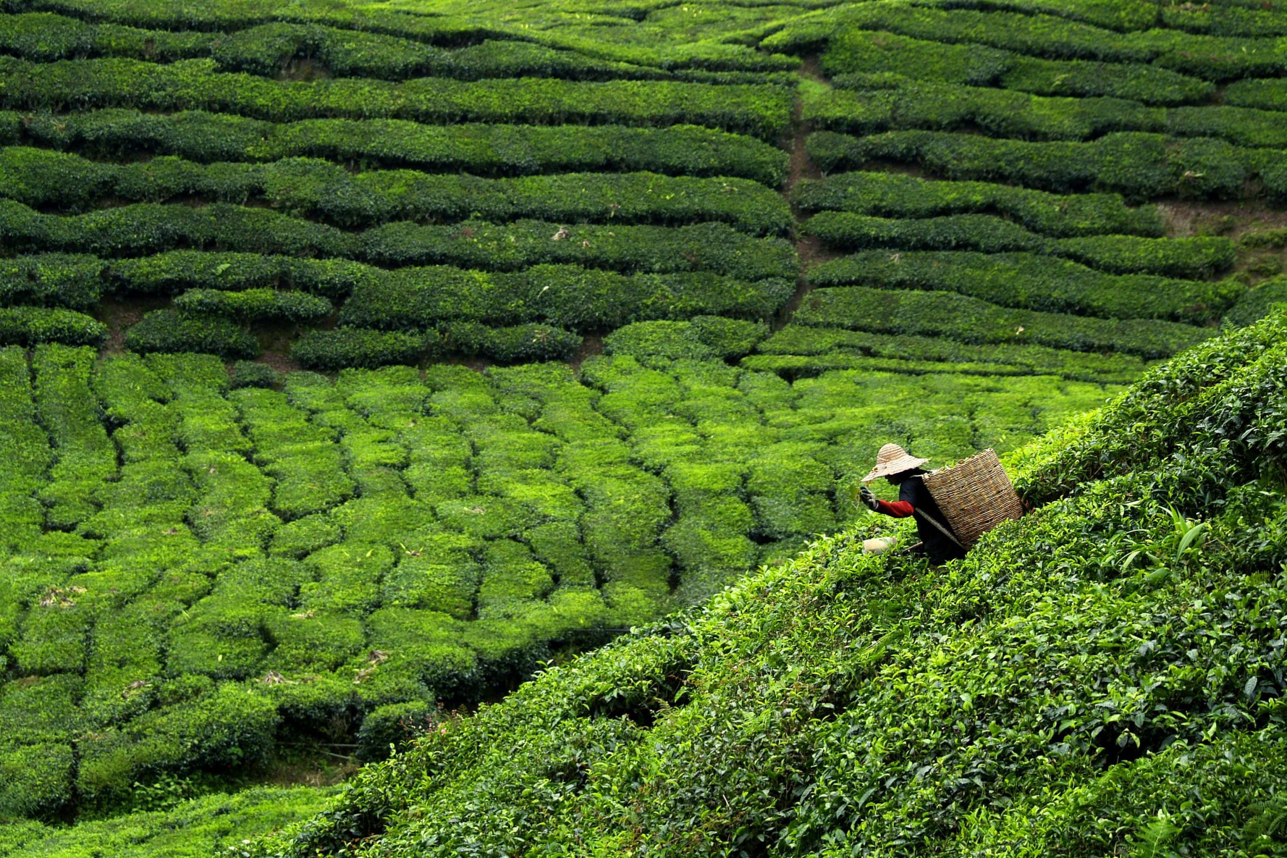 Step into a working estate and pluck leaves with locals.