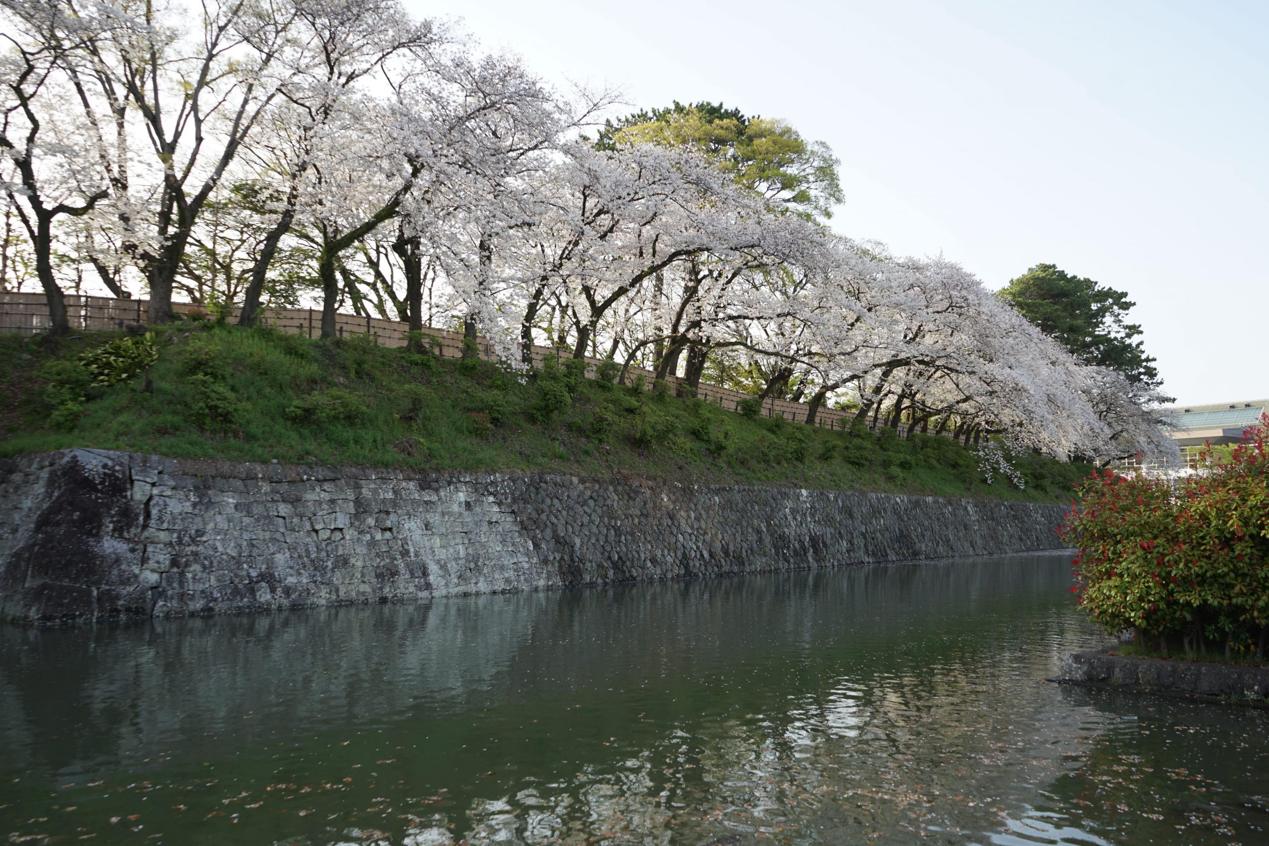 The Hori River transforms into a wonderland of soft pink cherry blossoms.