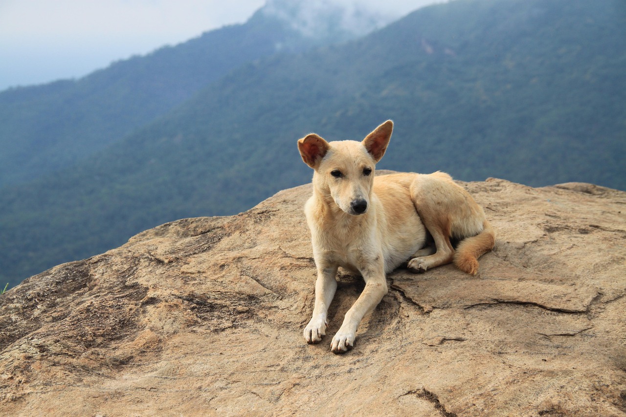 Trails leading through tea estates with a dog and hiker in Knuckles Range, Sri Lanka