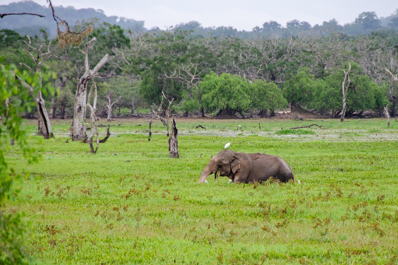 Sri Lankan elephant in a lush green setting at Yala National Park