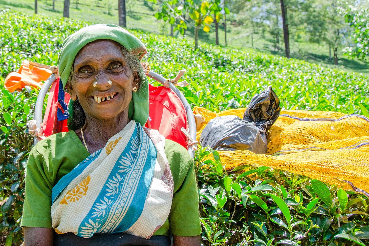 Local tea-picker amidst luminous green terraces of Nuwara Eliya
