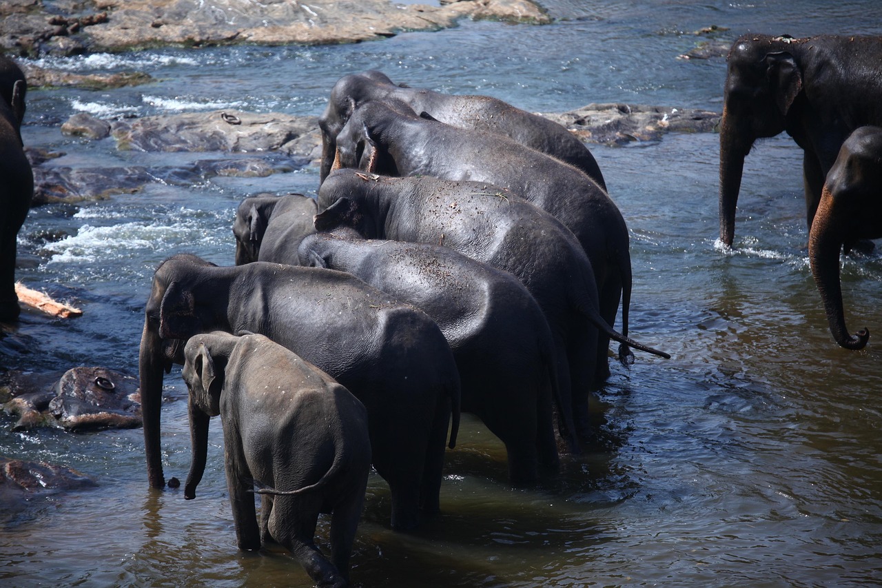 Sri Lankan elephants meander near golden beaches at sunrise