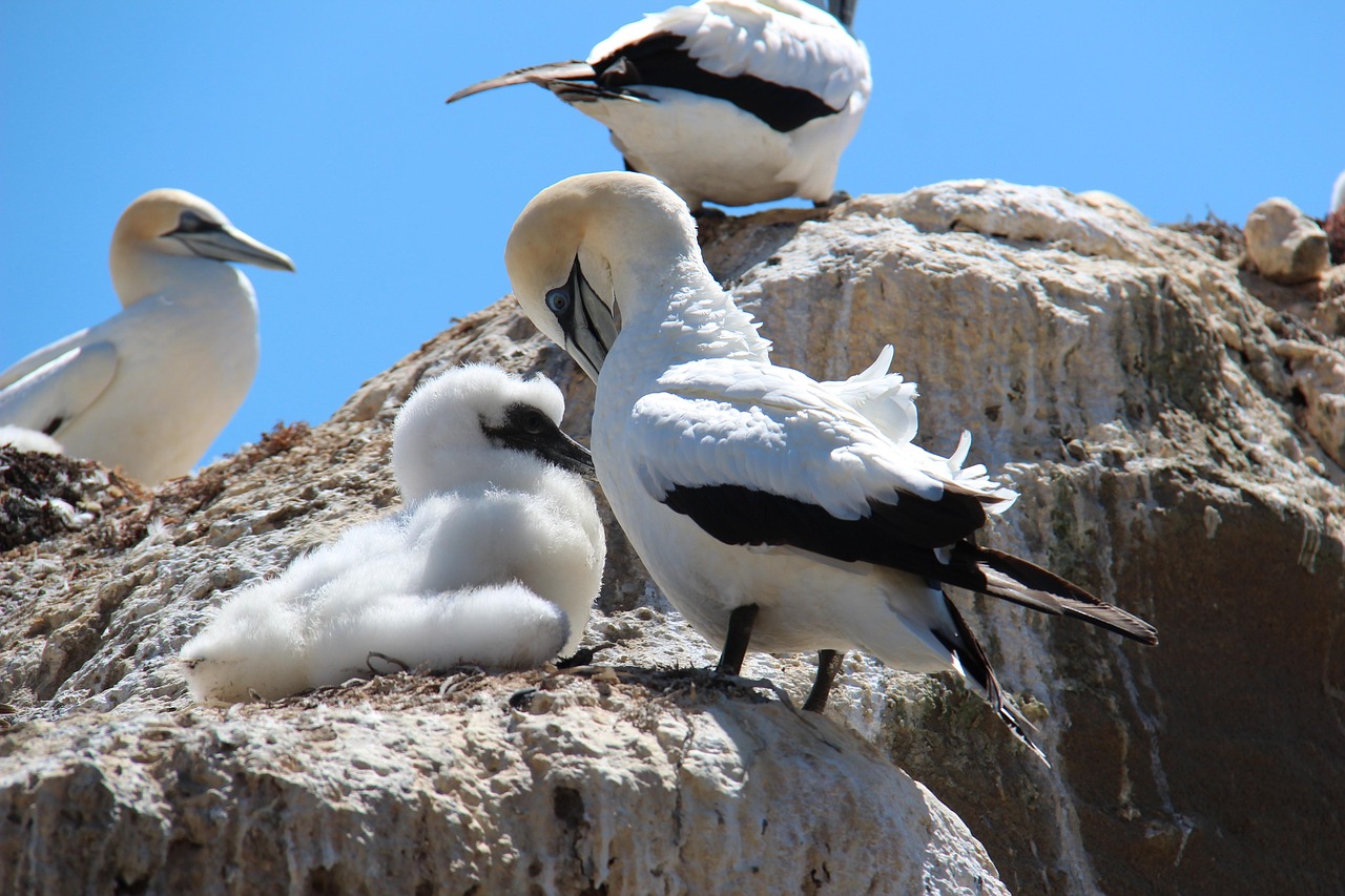Gannet colony perched on dramatic cliffs at Cape Kidnappers