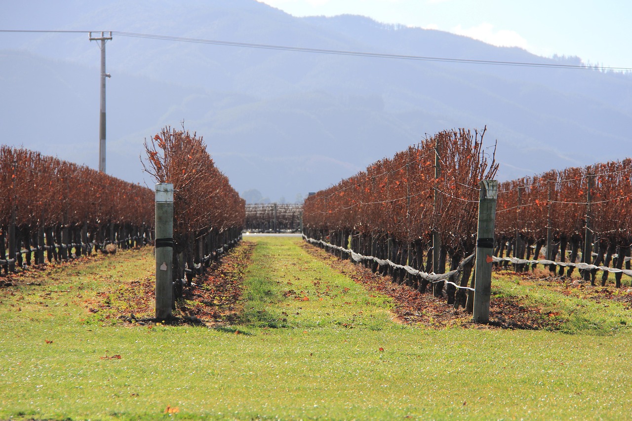Expansive vineyard near Napier, Hawke’s Bay, under a sunny sky