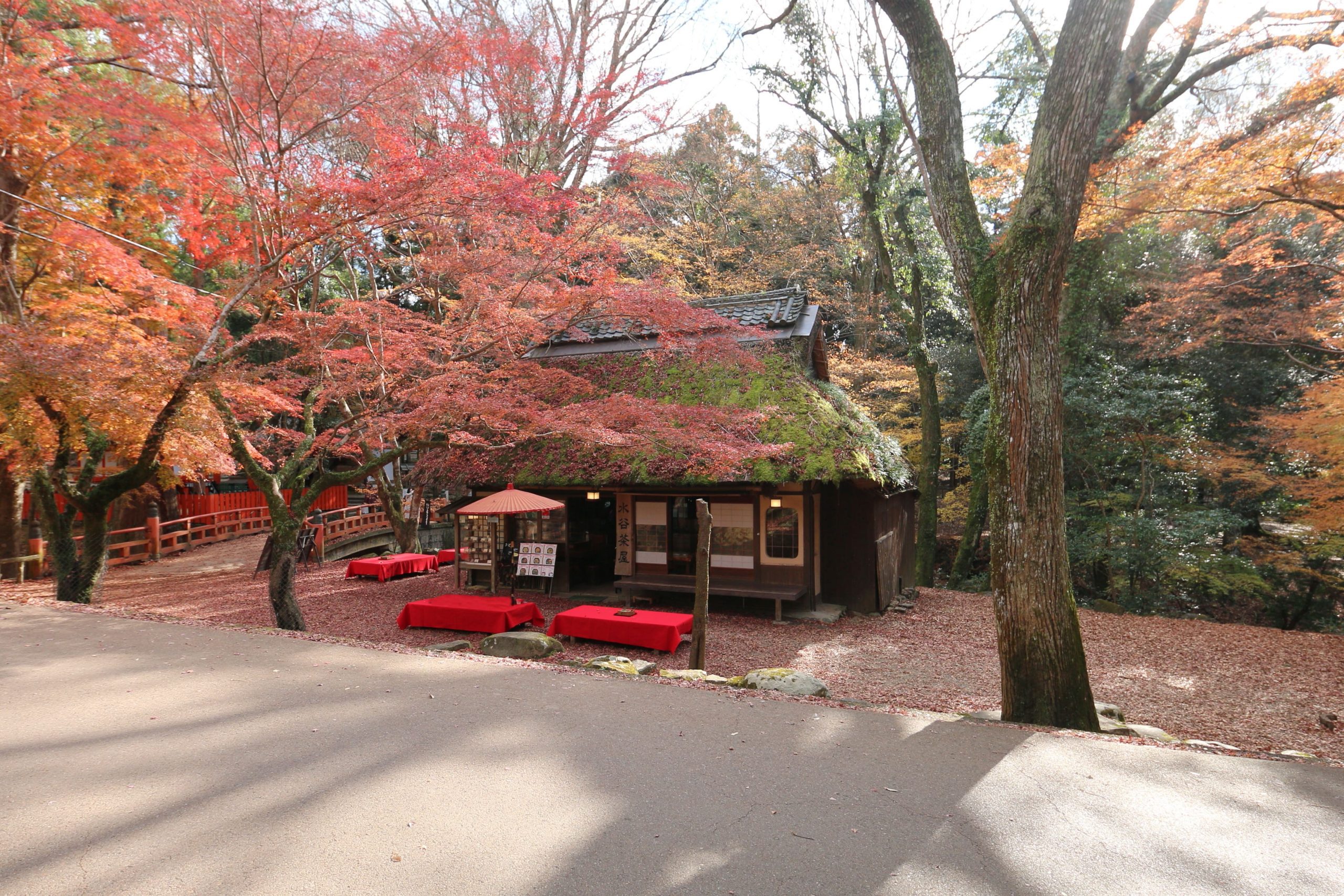 Mizutani Chaya in Nara Park in autumn.