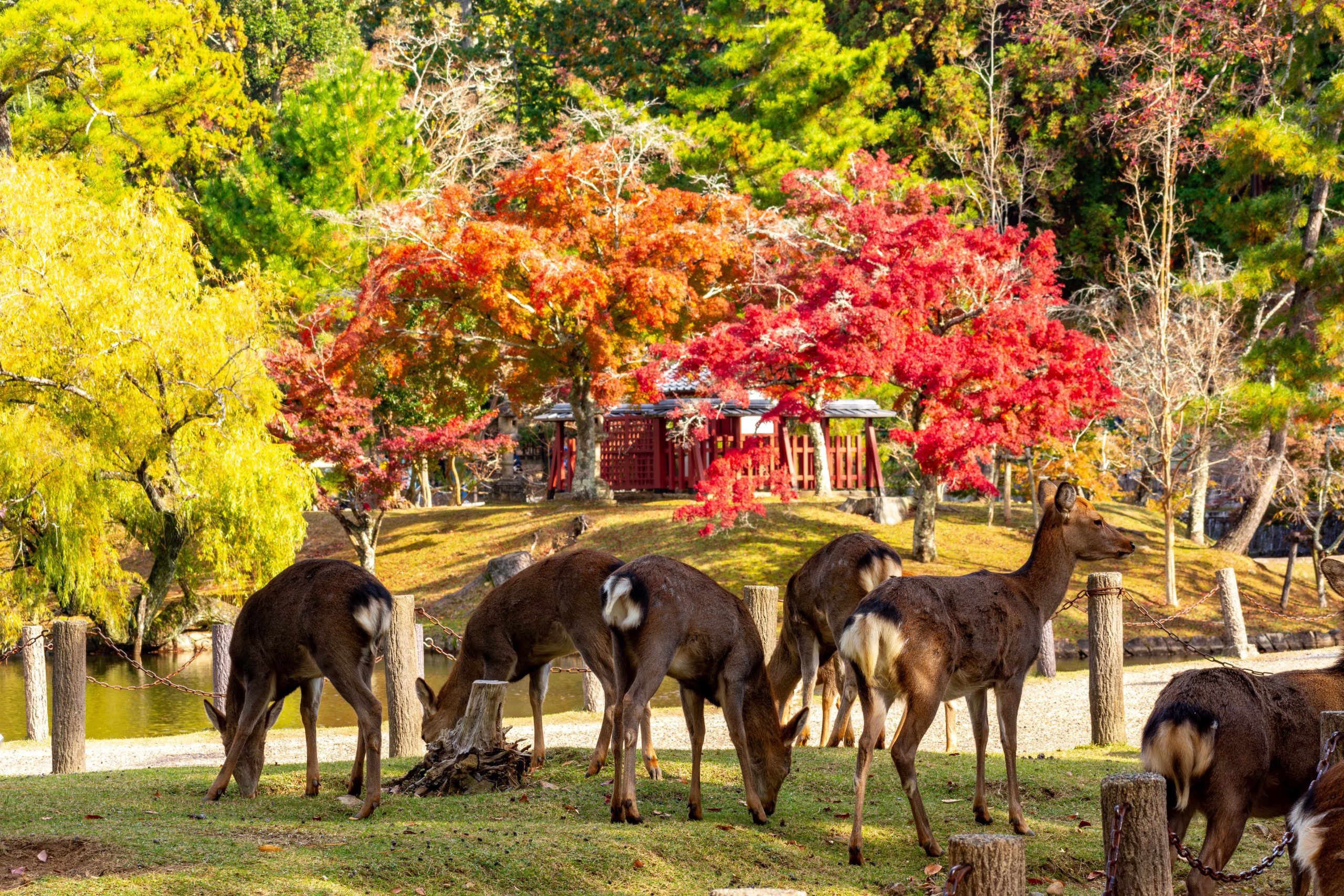 Wild deer in Nara Park.