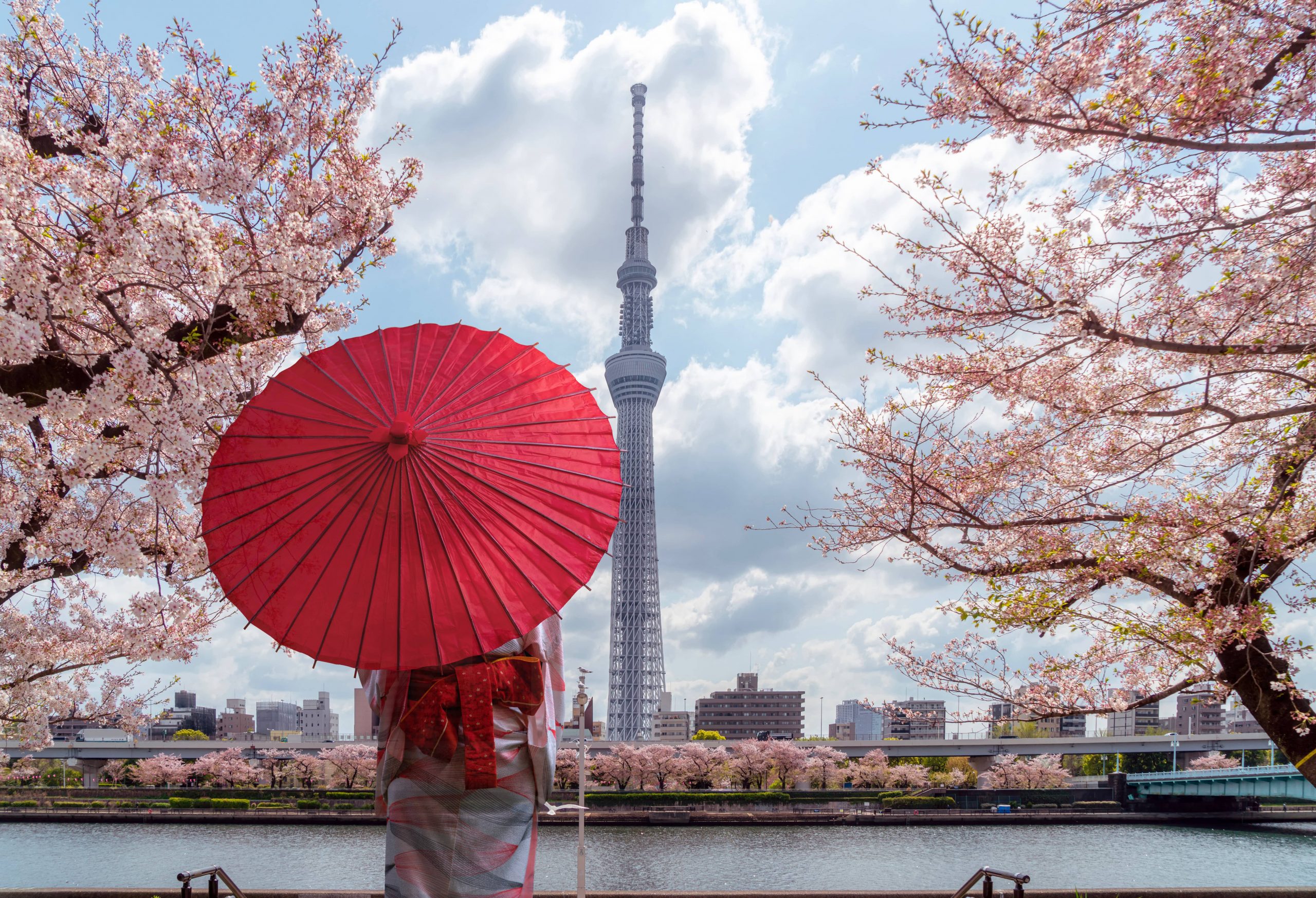 Tokyo skytree tower with sakura pink cherry blossom flower on spring season.
