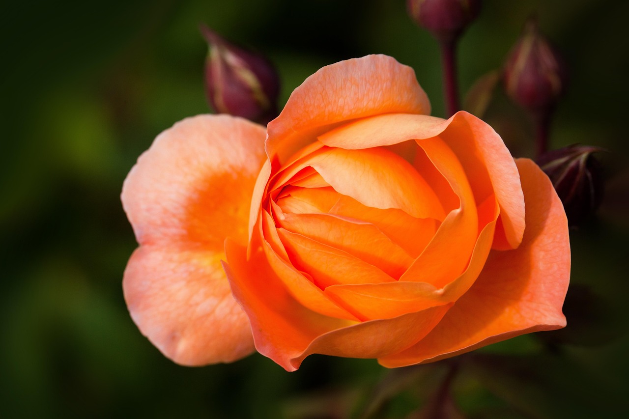 Step into luxury—the Indian Char Bagh Garden reimagines royal opulence with New Zealand flair.
