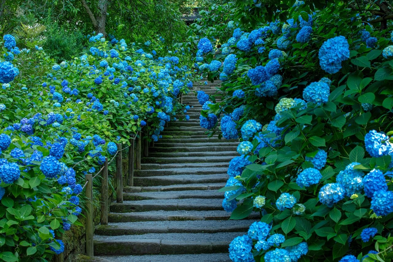 Hasedera Temple is also known as a "Hydrangea Temple" and the "Temple of Flowers".
