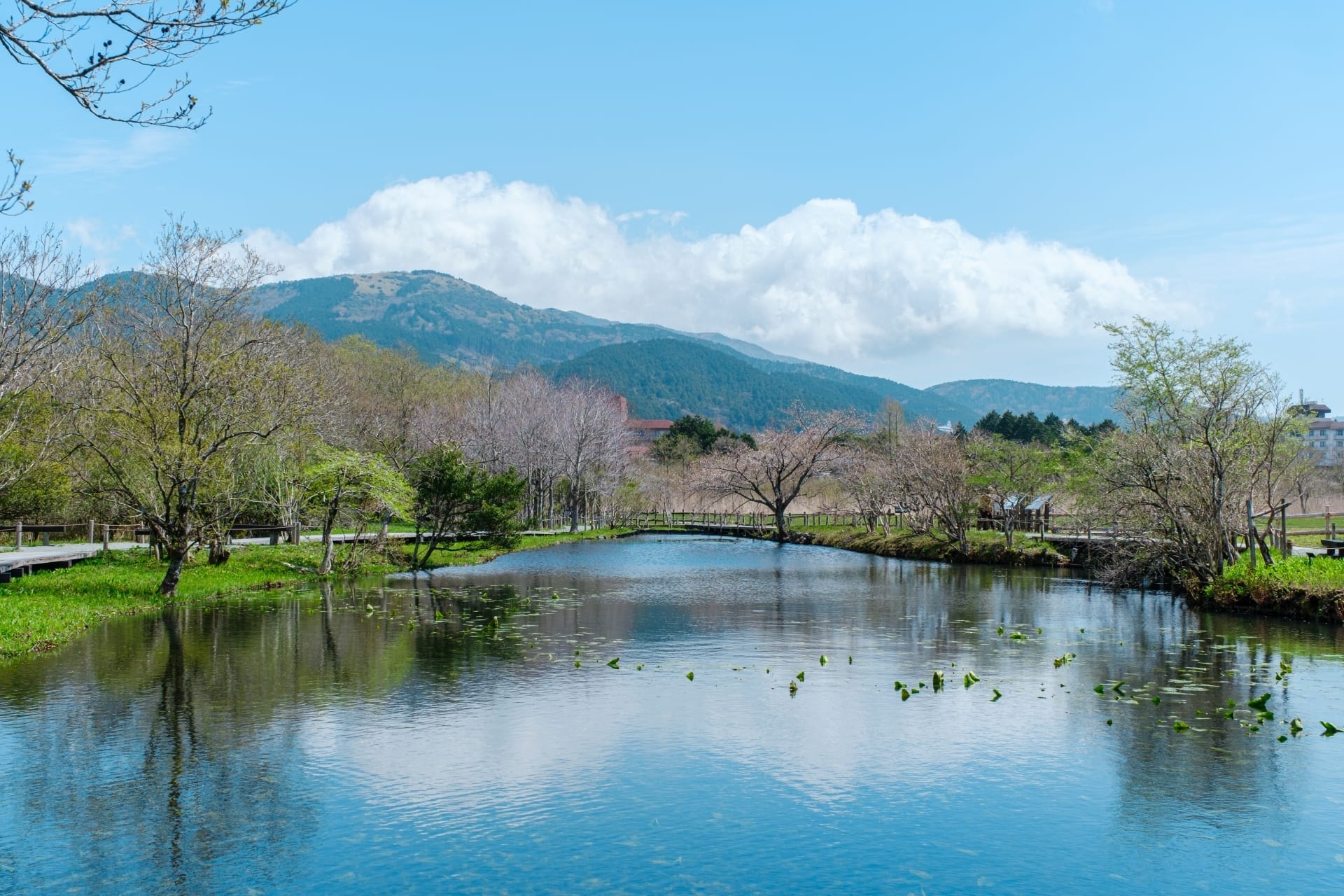 Spring is a great time for cherry blossom viewing in Hakone.