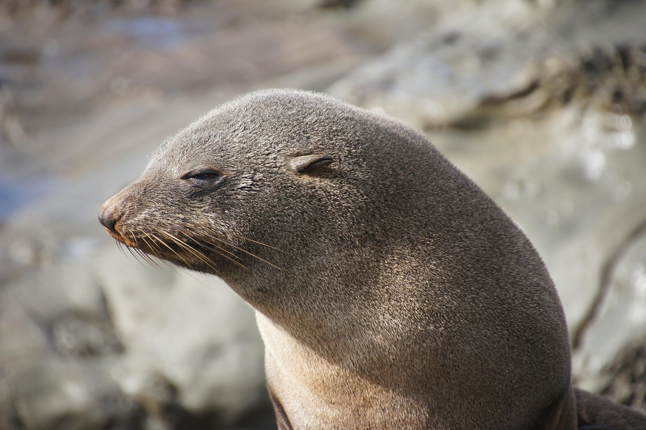 Seals and abundant marine life thrive in Te Whanganui-A-Hei Marine Reserve’s clear waters.