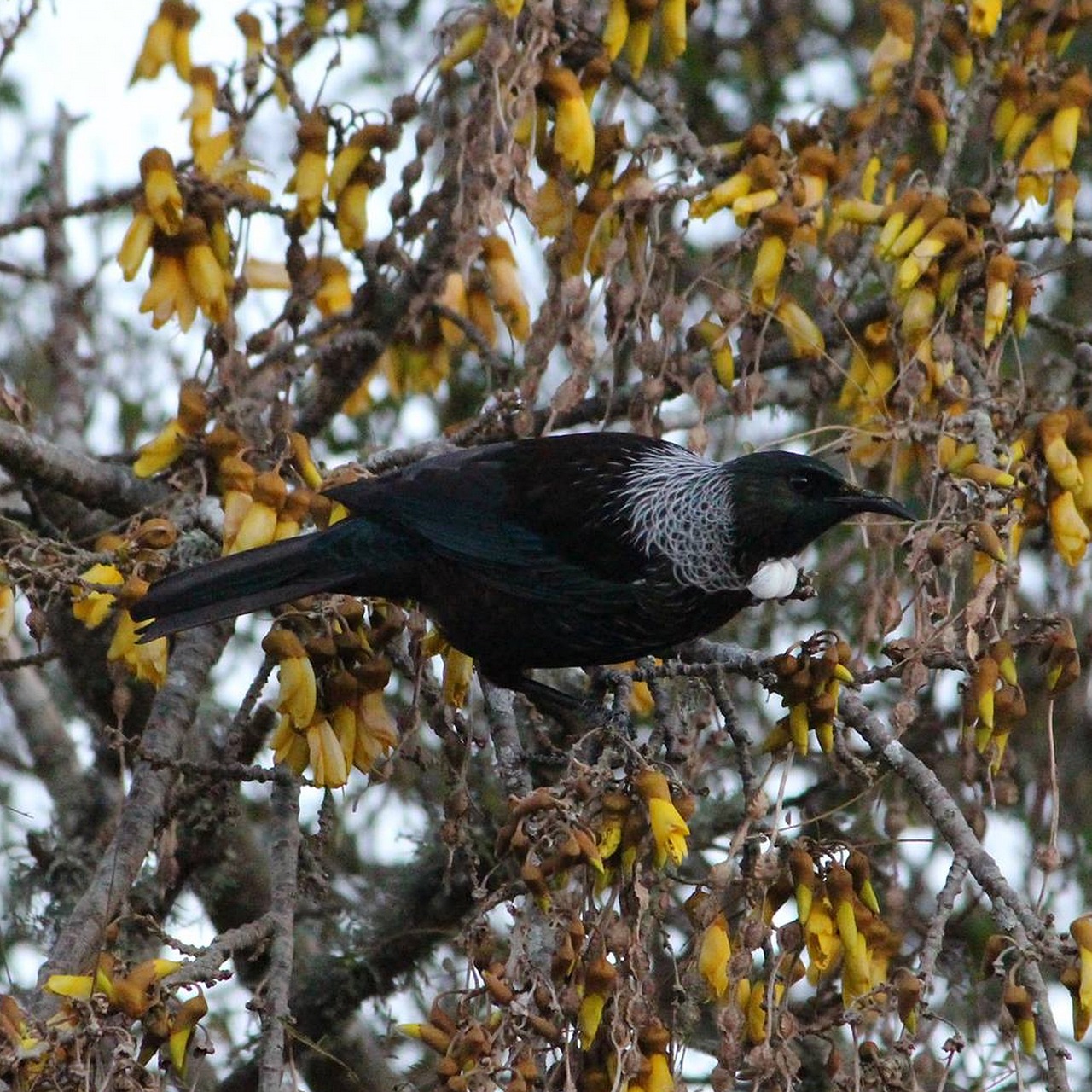 Tui birds and other native species thrive in New Zealand’s November landscape.