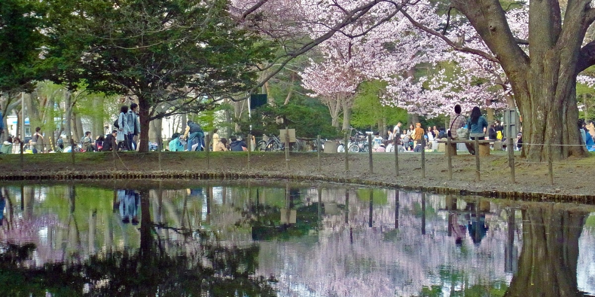 Maruyama Park is one of Sapporo's most famous locations for hanami (cherry blossom viewing) in the spring.
