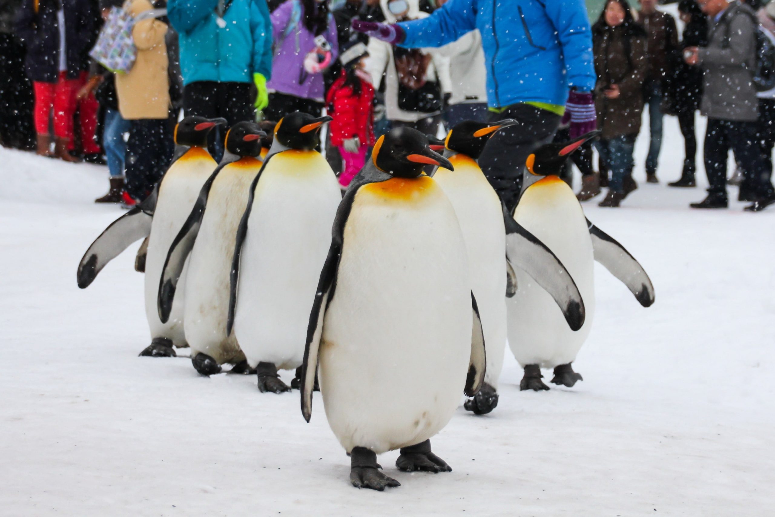 Asahiyama Zoo is Japan's northernmost zoo, located in Asahikawa, Hokkaido.