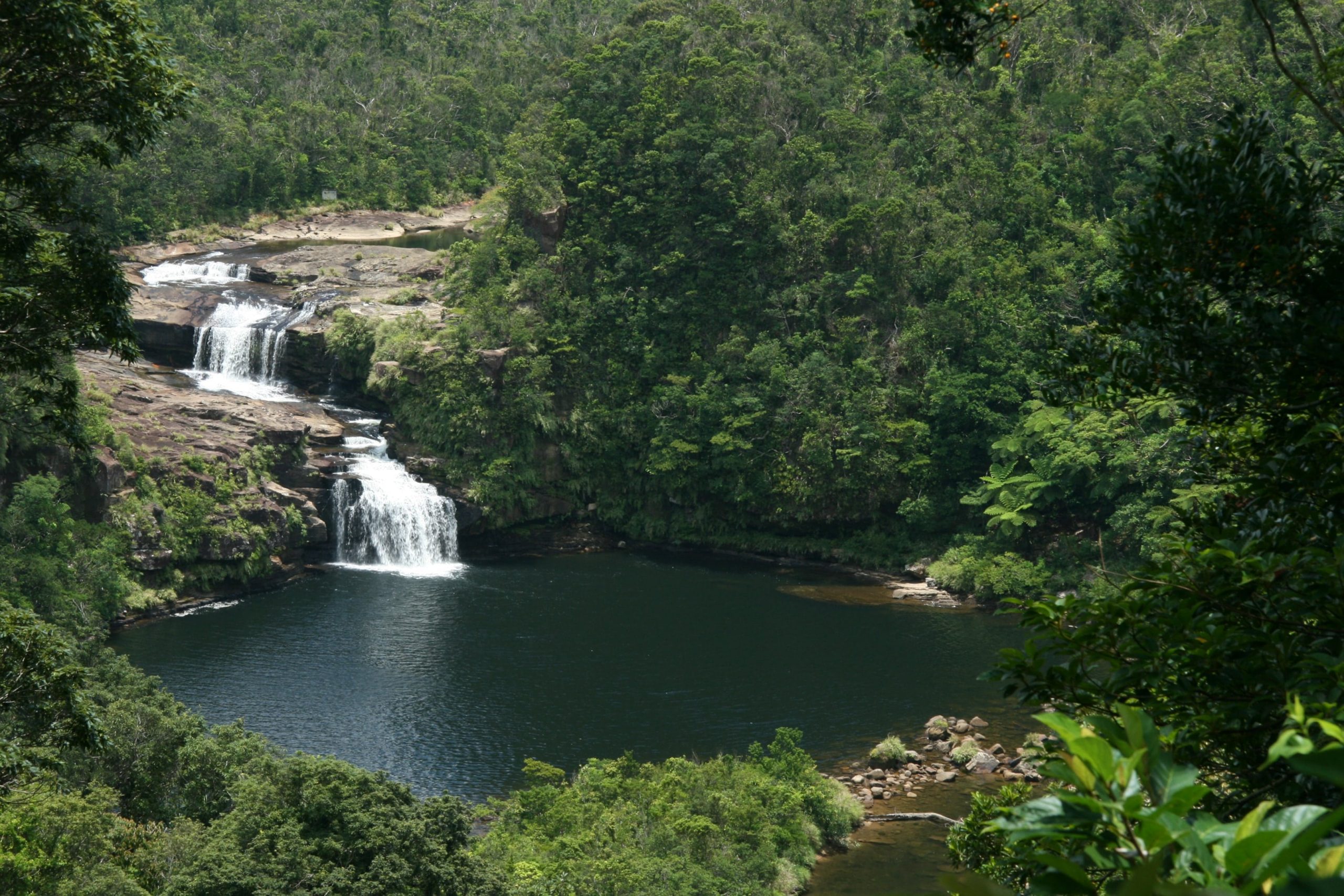 The island is the only natural habitat of the critically endangered Iriomote wildcat, a nocturnal wildcat.